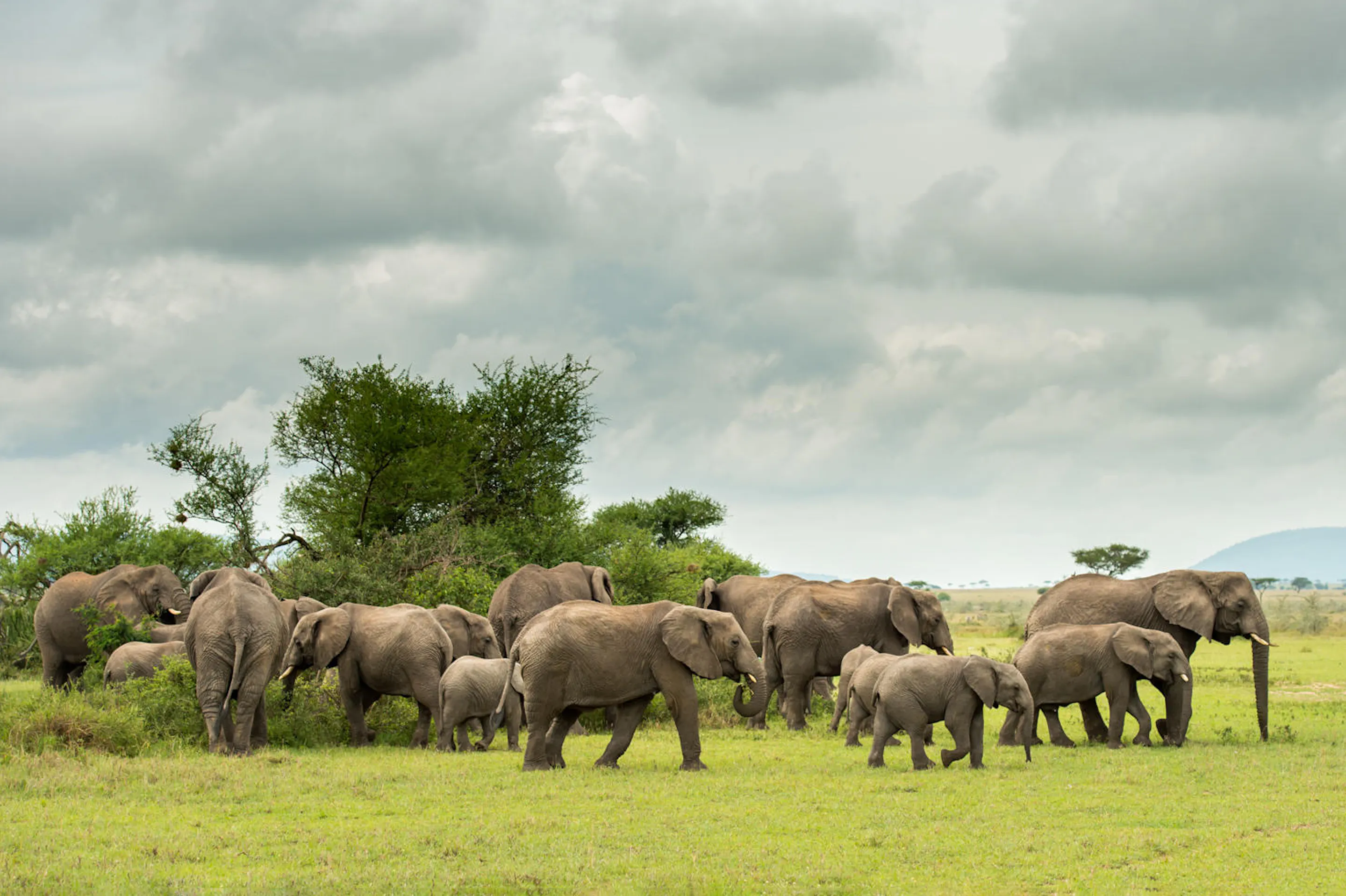 A herd of elephants stands alert on open grassland at Singita Milele, backed by storm clouds and blue peaks.