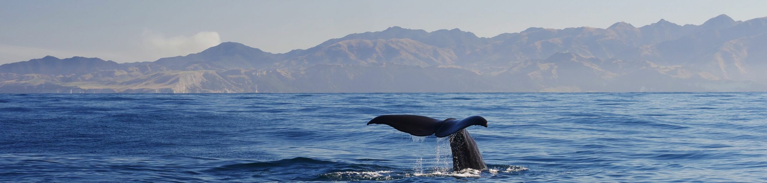 A whale fluke rises from calm water off Kaikoura, New Zealand, with a low horizon and soft clouds beyond.