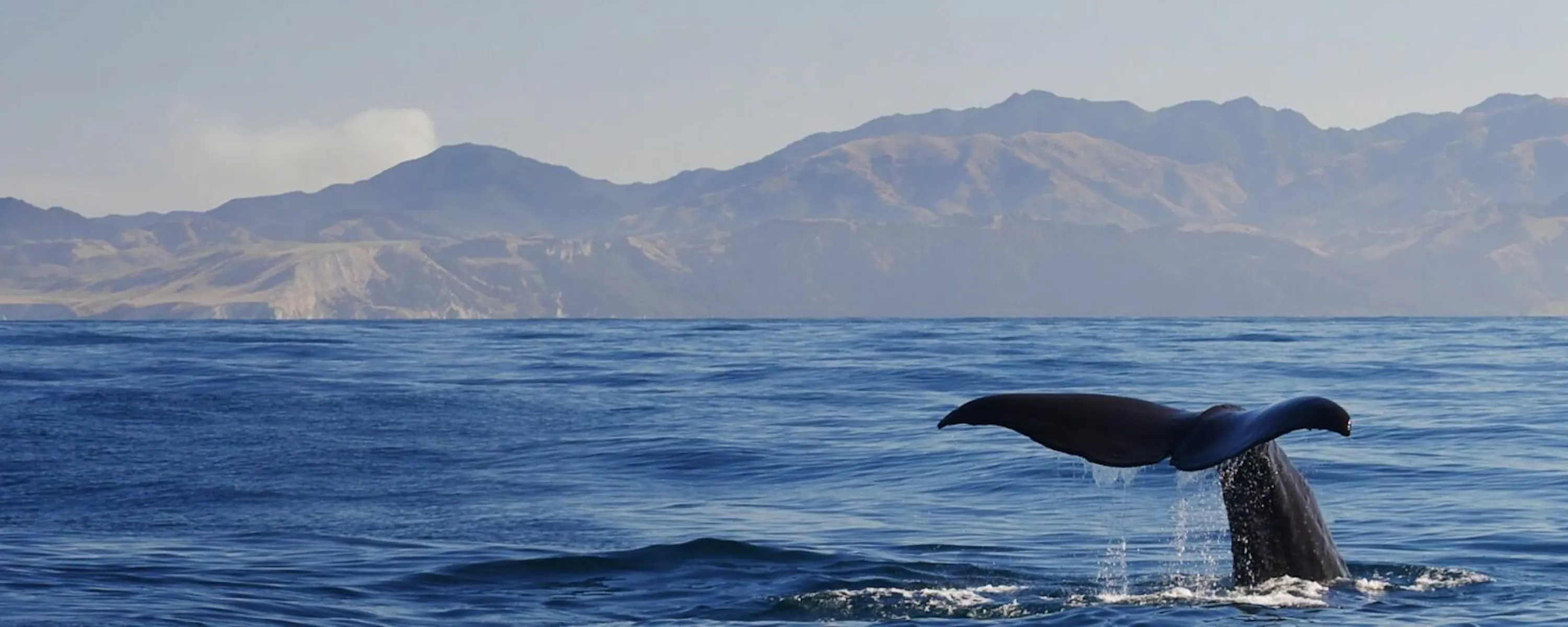 A whale fluke rises from calm water off Kaikoura, New Zealand, with a low horizon and soft clouds beyond.