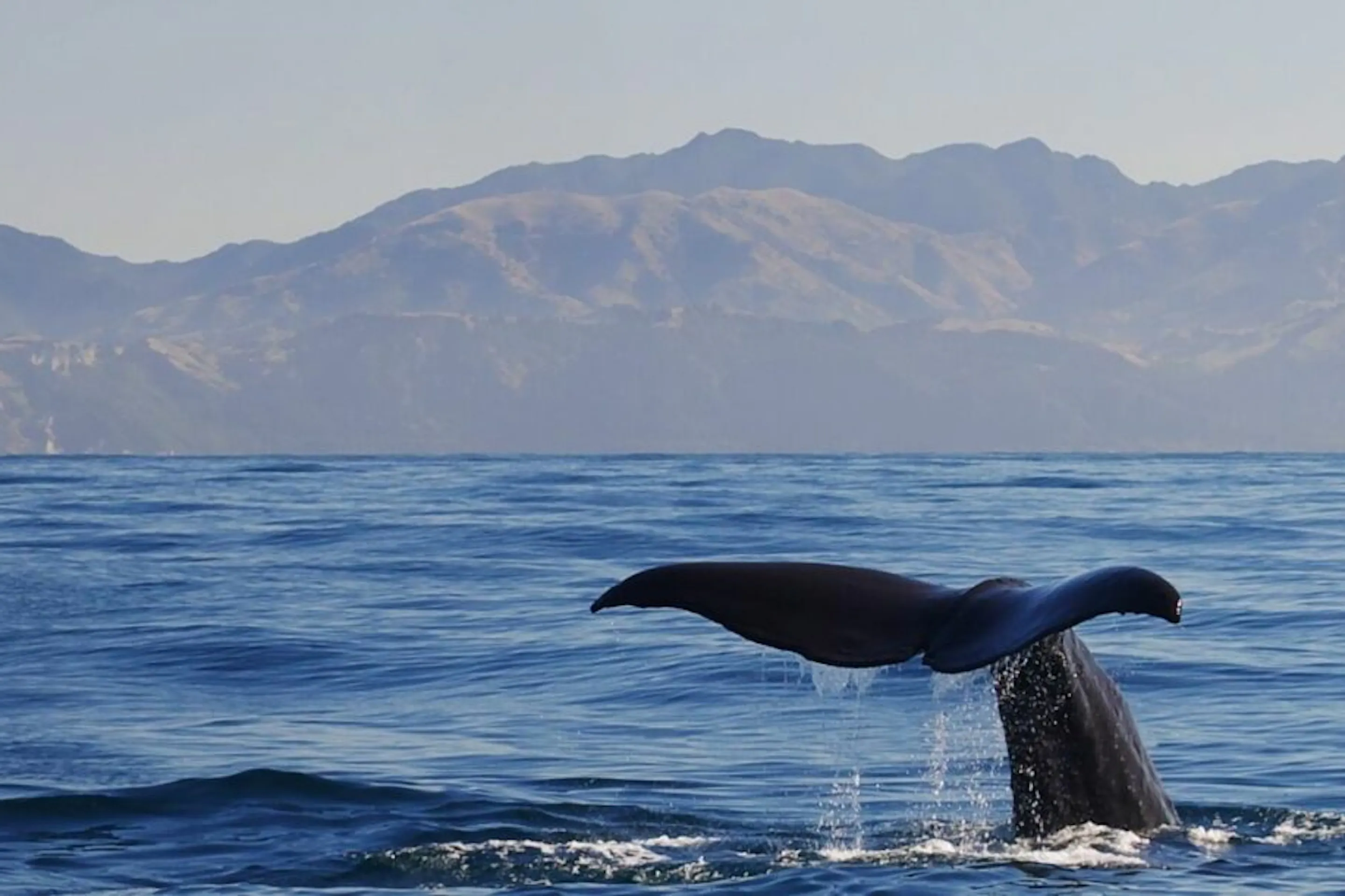 A whale fluke rises from calm water off Kaikoura, New Zealand, with a low horizon and soft clouds beyond.