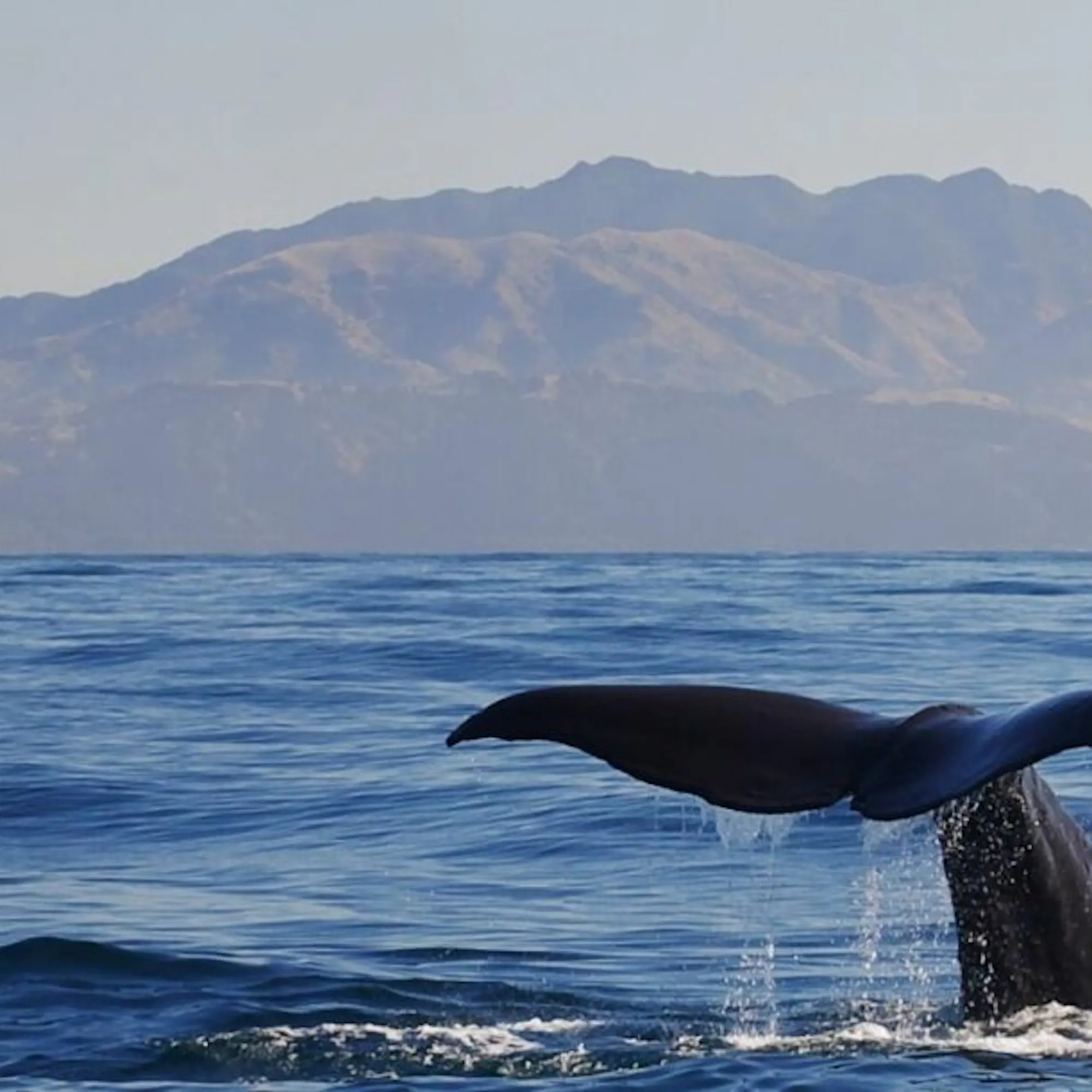 A whale fluke rises from calm water off Kaikoura, New Zealand, with a low horizon and soft clouds beyond.