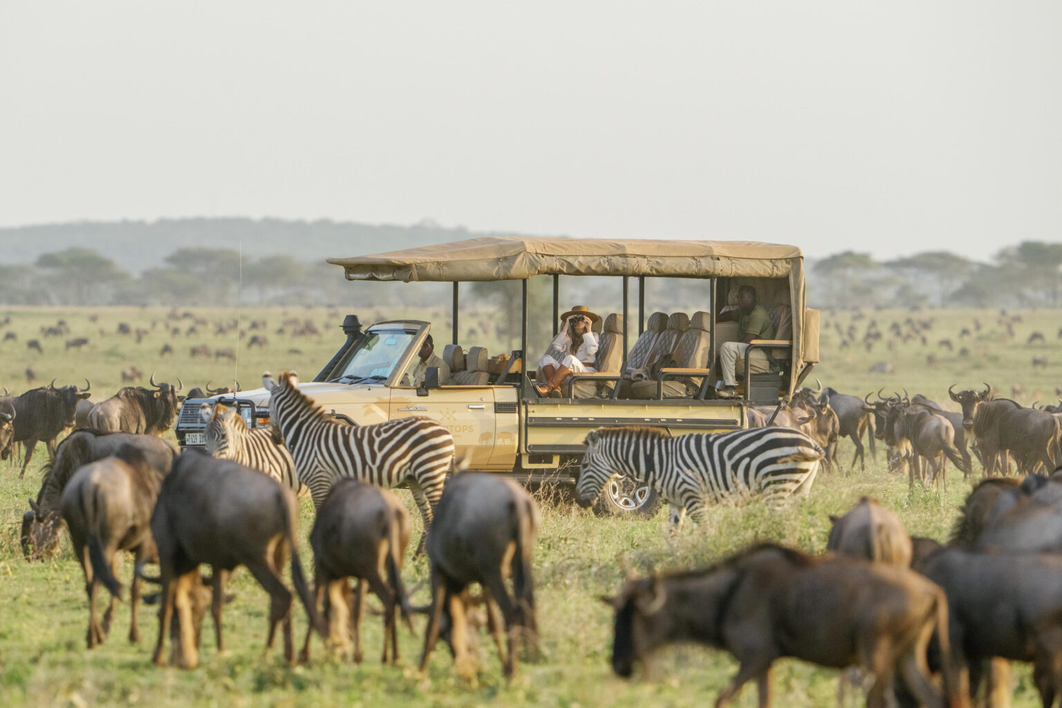 A safari vehicle crosses the open plains at Mara Bushtops, moving among grazing zebra and wildebeest under wide skies.