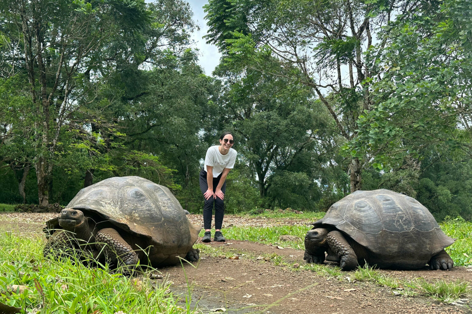 Two giant tortoises stand on a dirt path on Santa Cruz Island, with a visitor and green brush behind them.