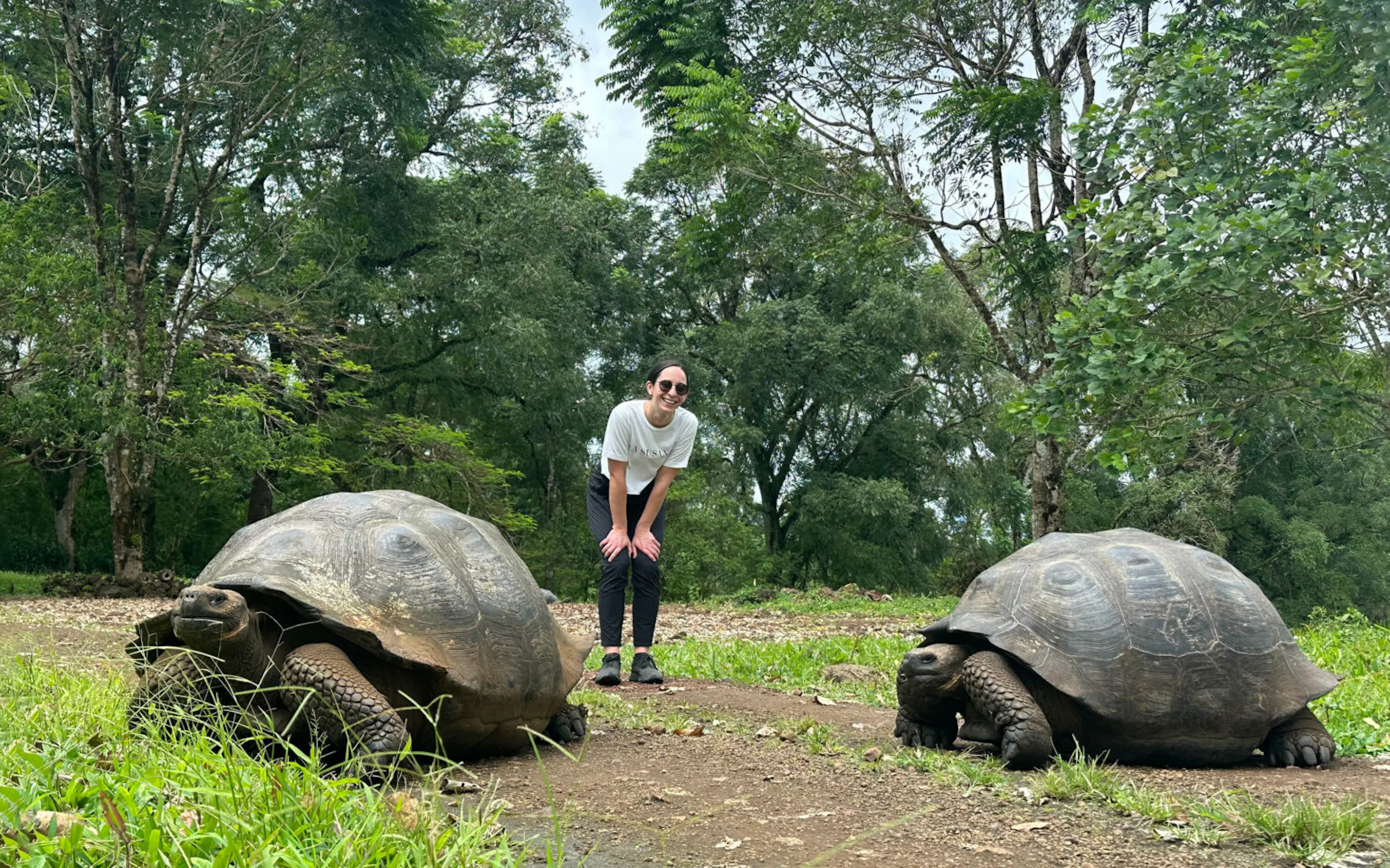 Two giant tortoises stand on a dirt path on Santa Cruz Island, with a visitor and green brush behind them.