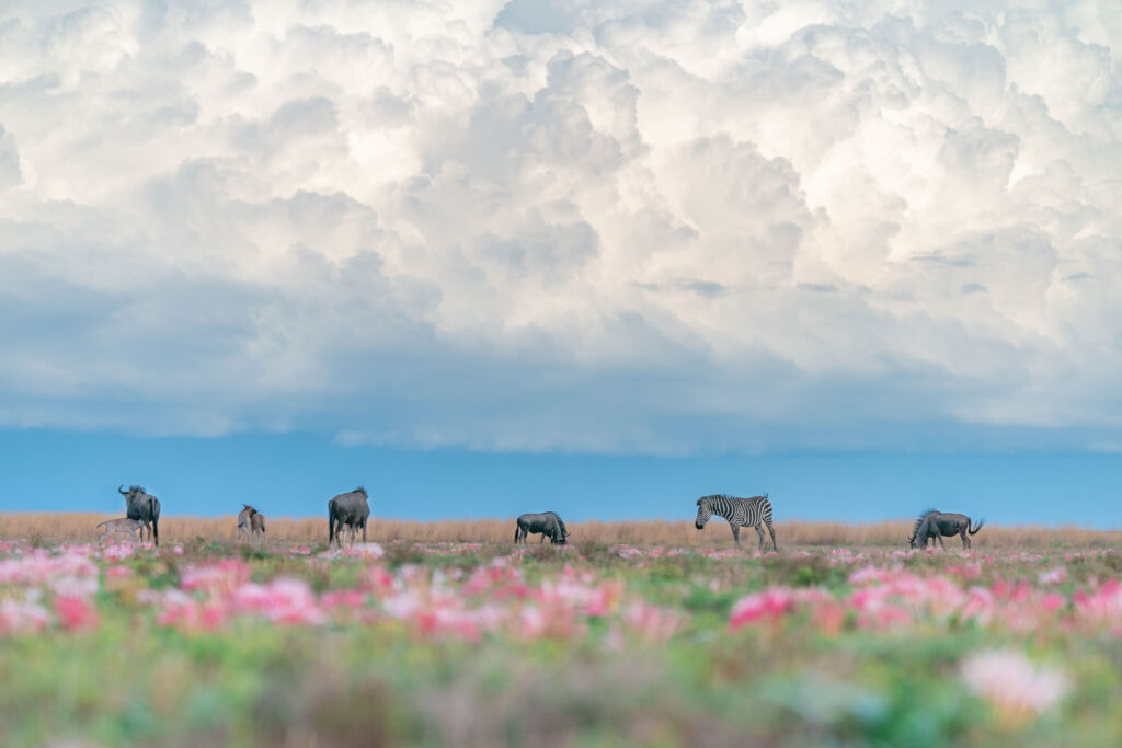 Zebra and wildebeest scatter across flower-dotted plains in Liuwa, beneath towering clouds and wide open sky.
