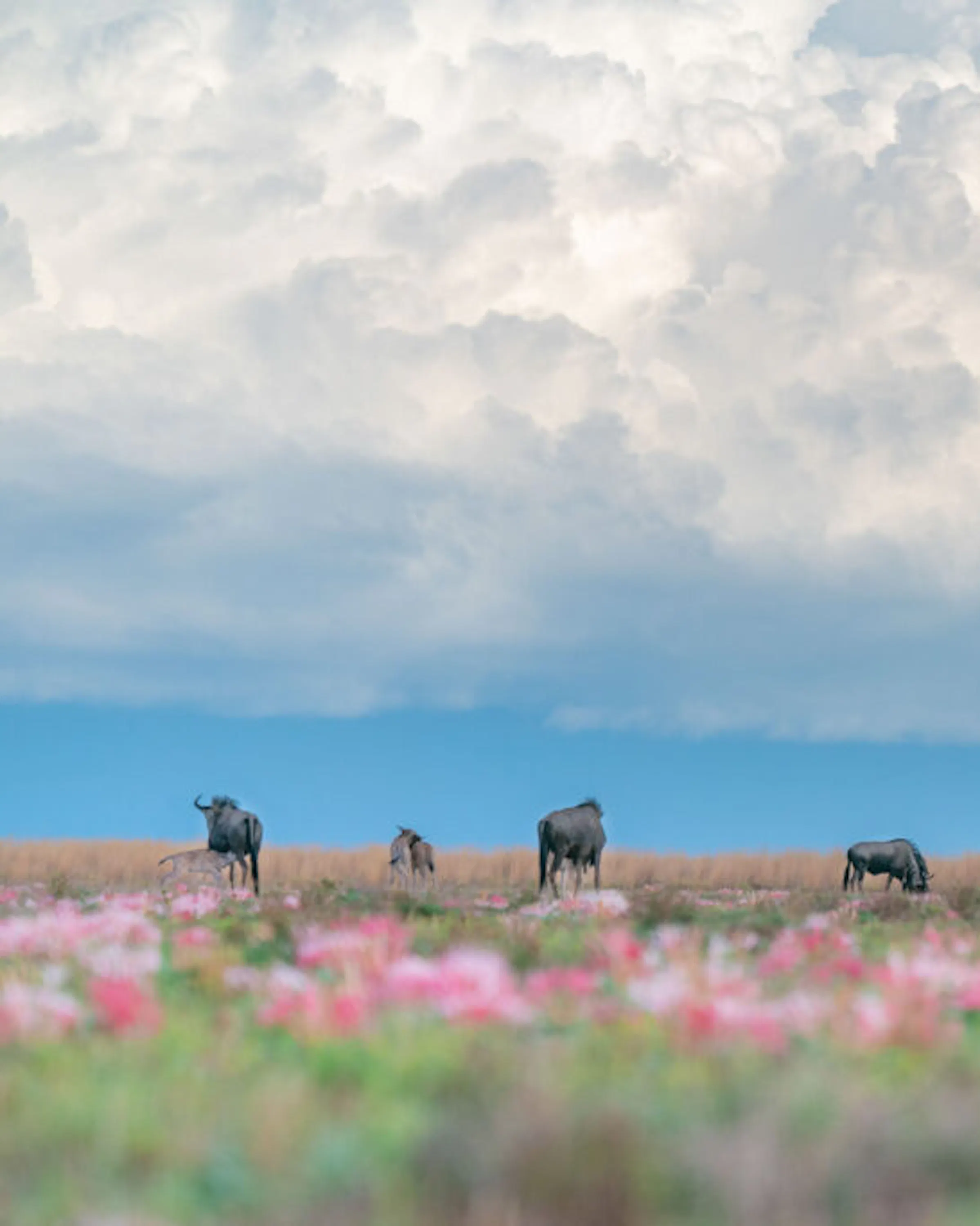 Zebra and wildebeest scatter across flower-dotted plains in Liuwa, beneath towering clouds and wide open sky.