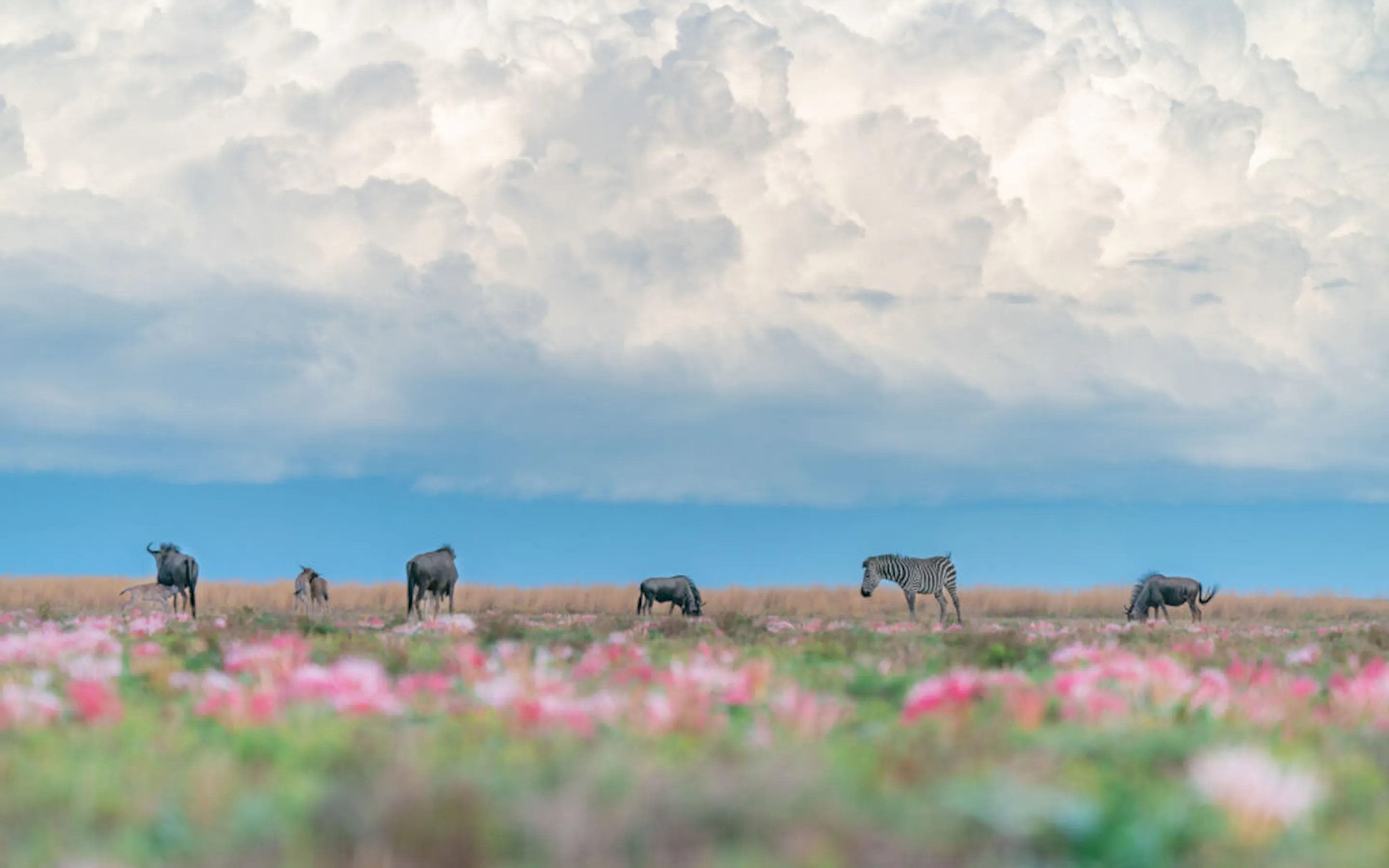 Zebra and wildebeest scatter across flower-dotted plains in Liuwa, beneath towering clouds and wide open sky.