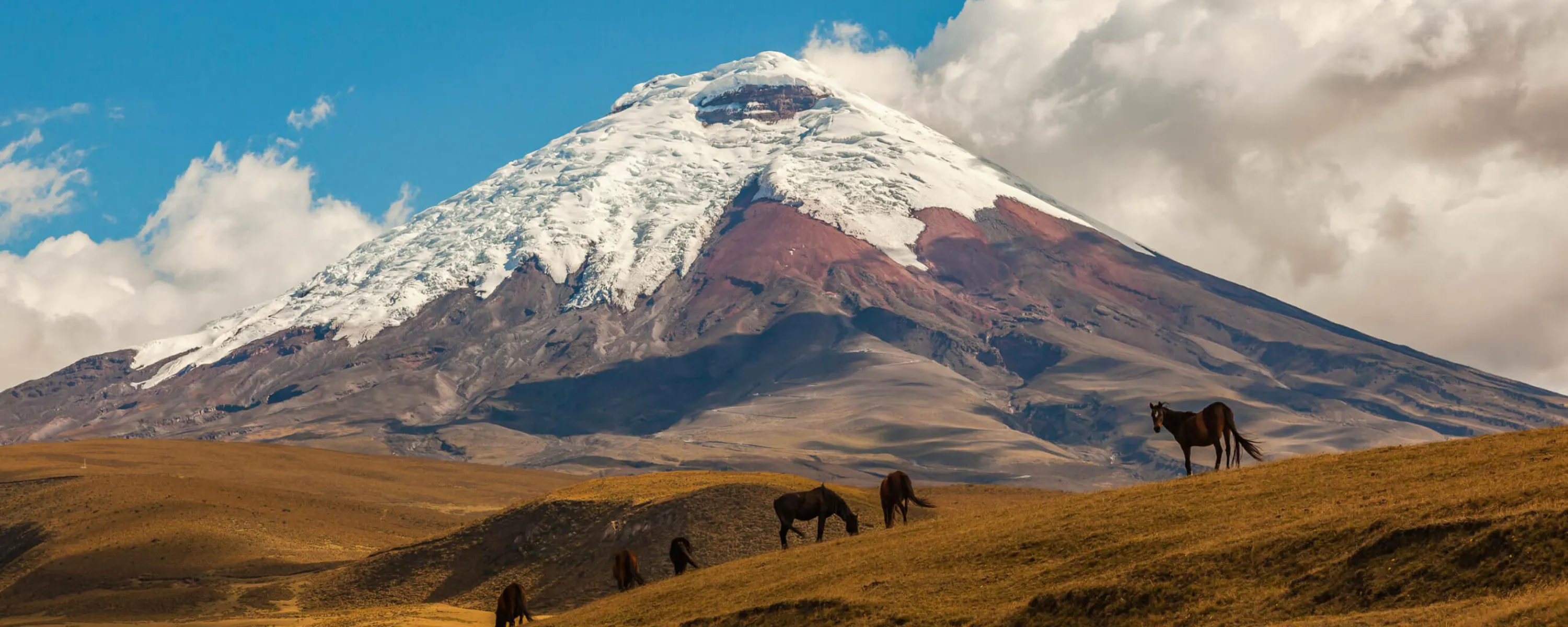 Snow-capped Cotopaxi rises above brown grasslands, where wild horses graze beneath towering white clouds in Ecuador.