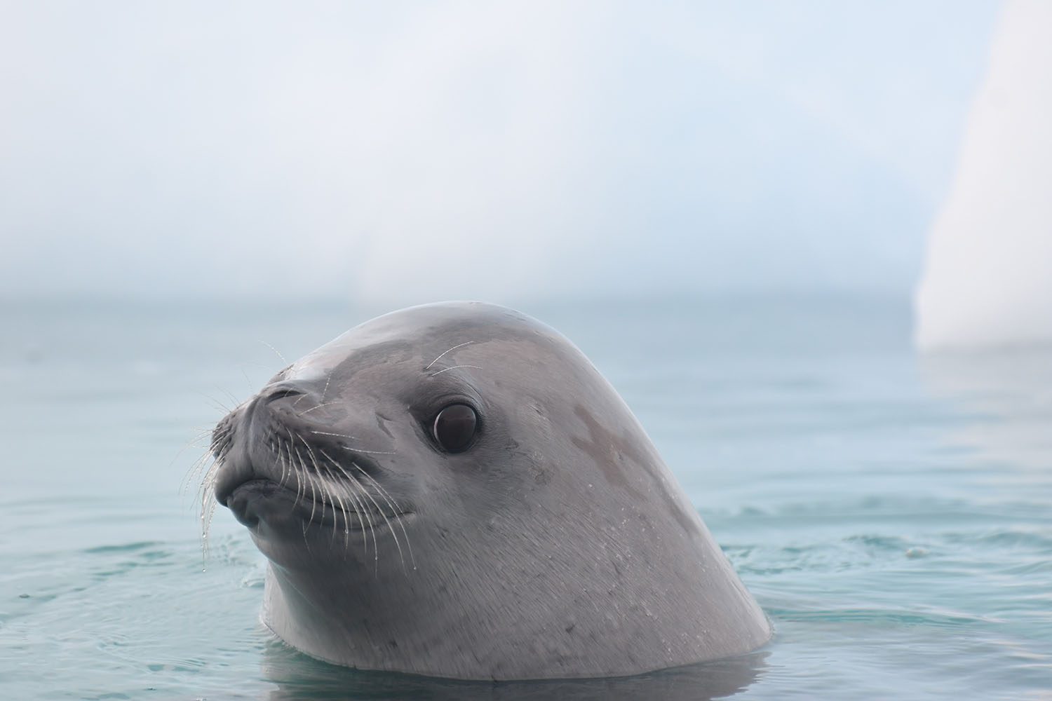 A crabeater seal lifting its head above calm Antarctic water against the backdrop of the Antarctic Peninsula.