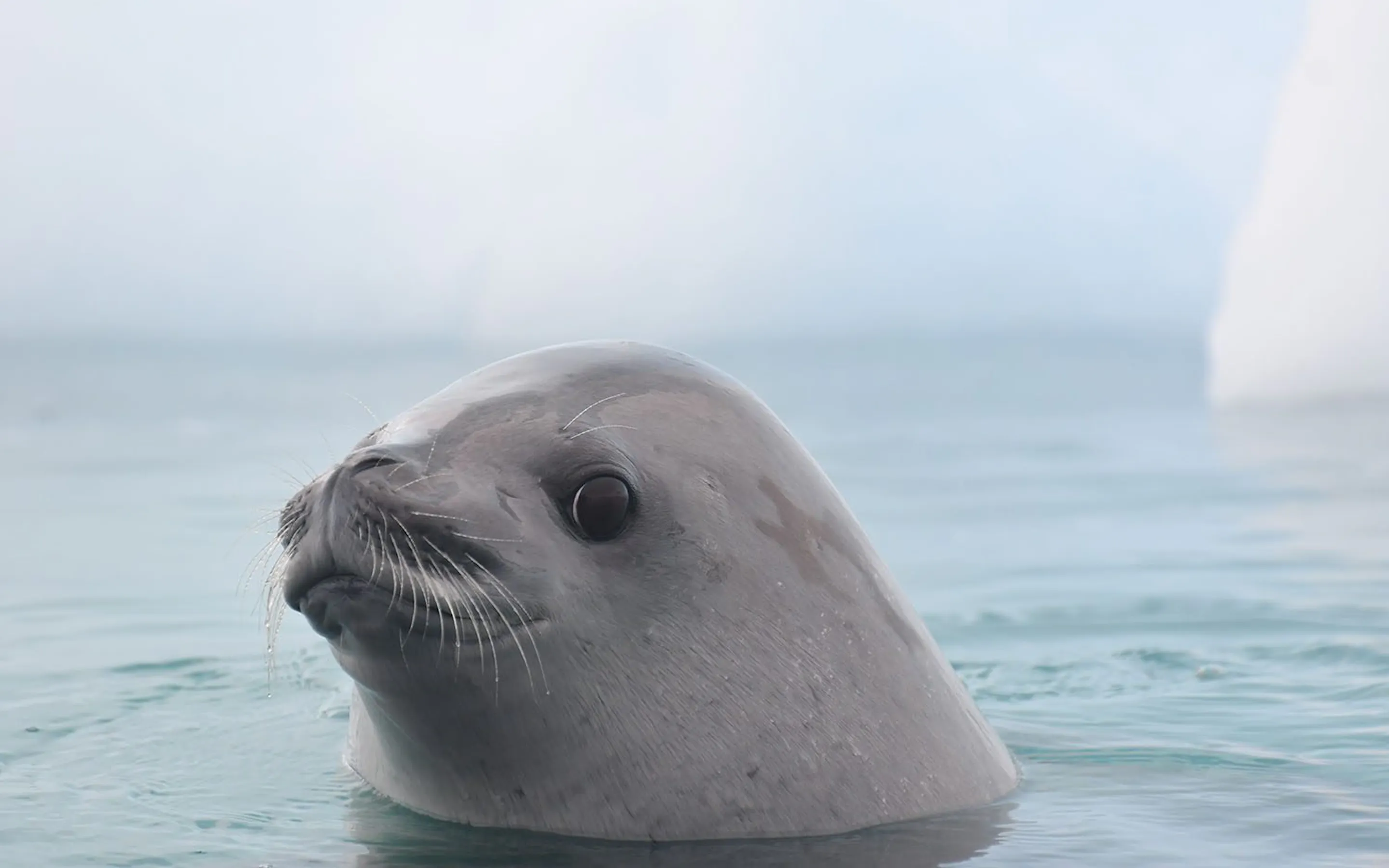A crabeater seal lifting its head above calm Antarctic water against the backdrop of the Antarctic Peninsula.