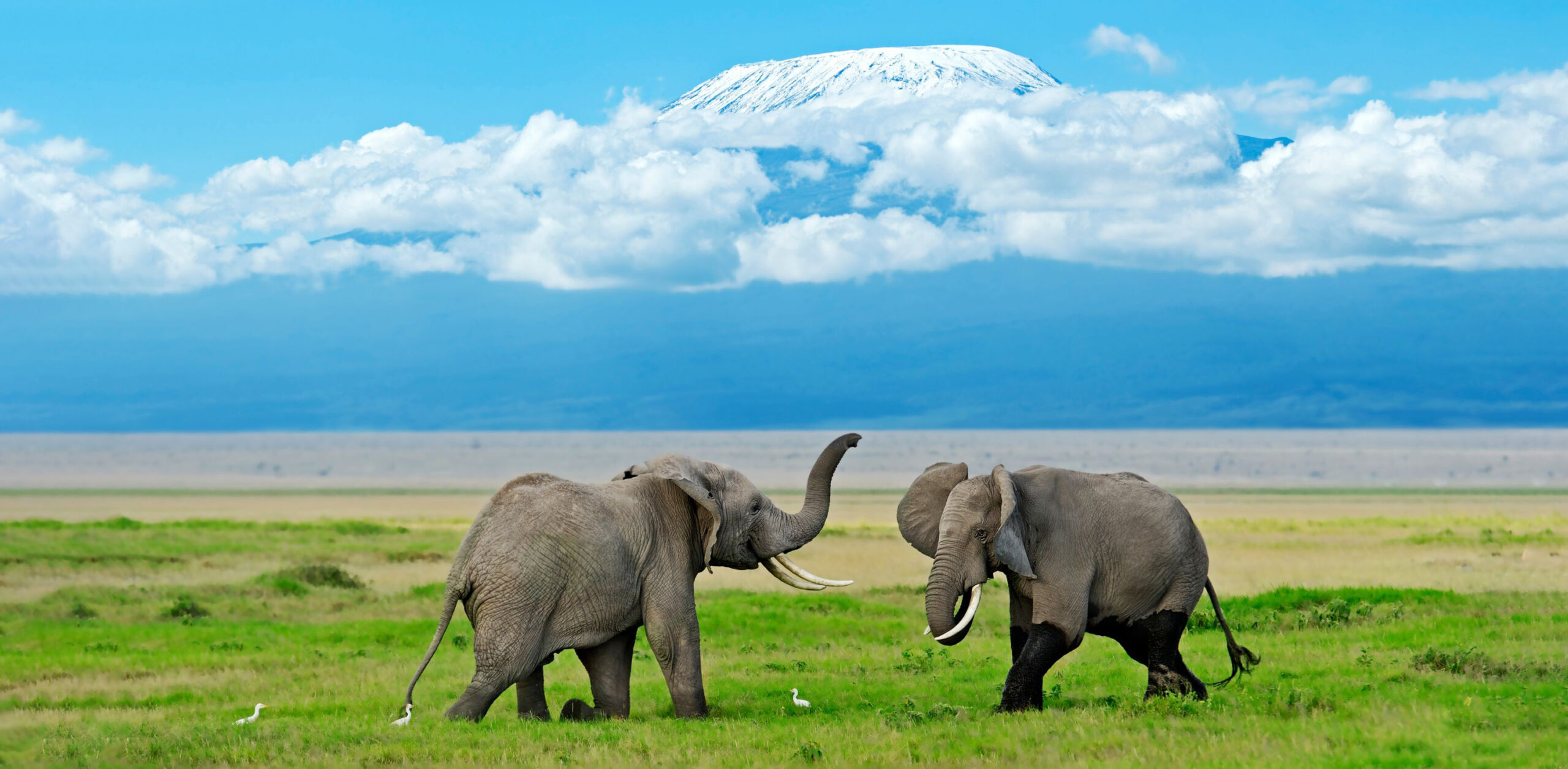 Elephants graze on open plains beneath Mount Kilimanjaro in Kenya's Amboseli, with dust and grass around them.