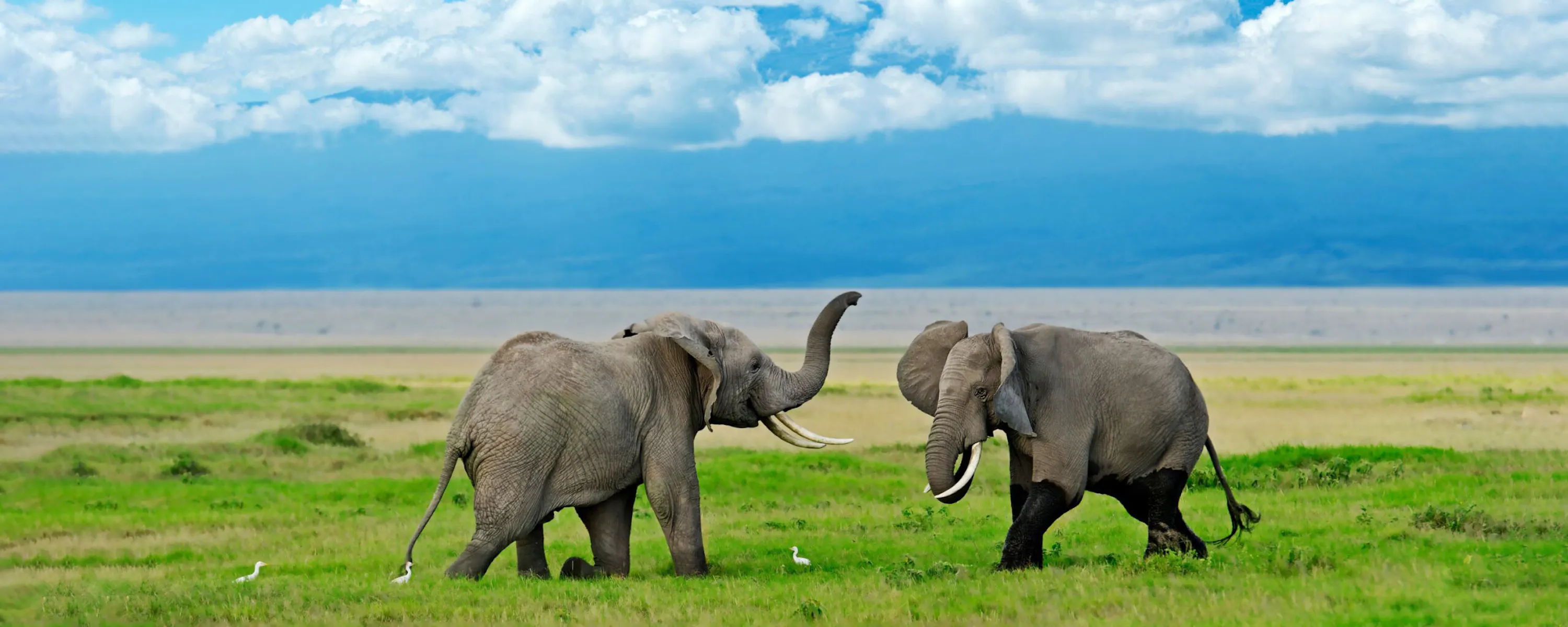 Elephants graze on open plains beneath Mount Kilimanjaro in Kenya's Amboseli, with dust and grass around them.