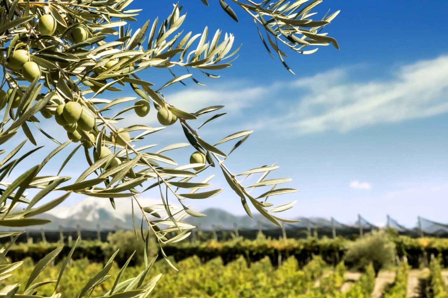 Olive branches frame a vineyard landscape in Mendoza, Argentina, with neat rows extending toward distant hills.