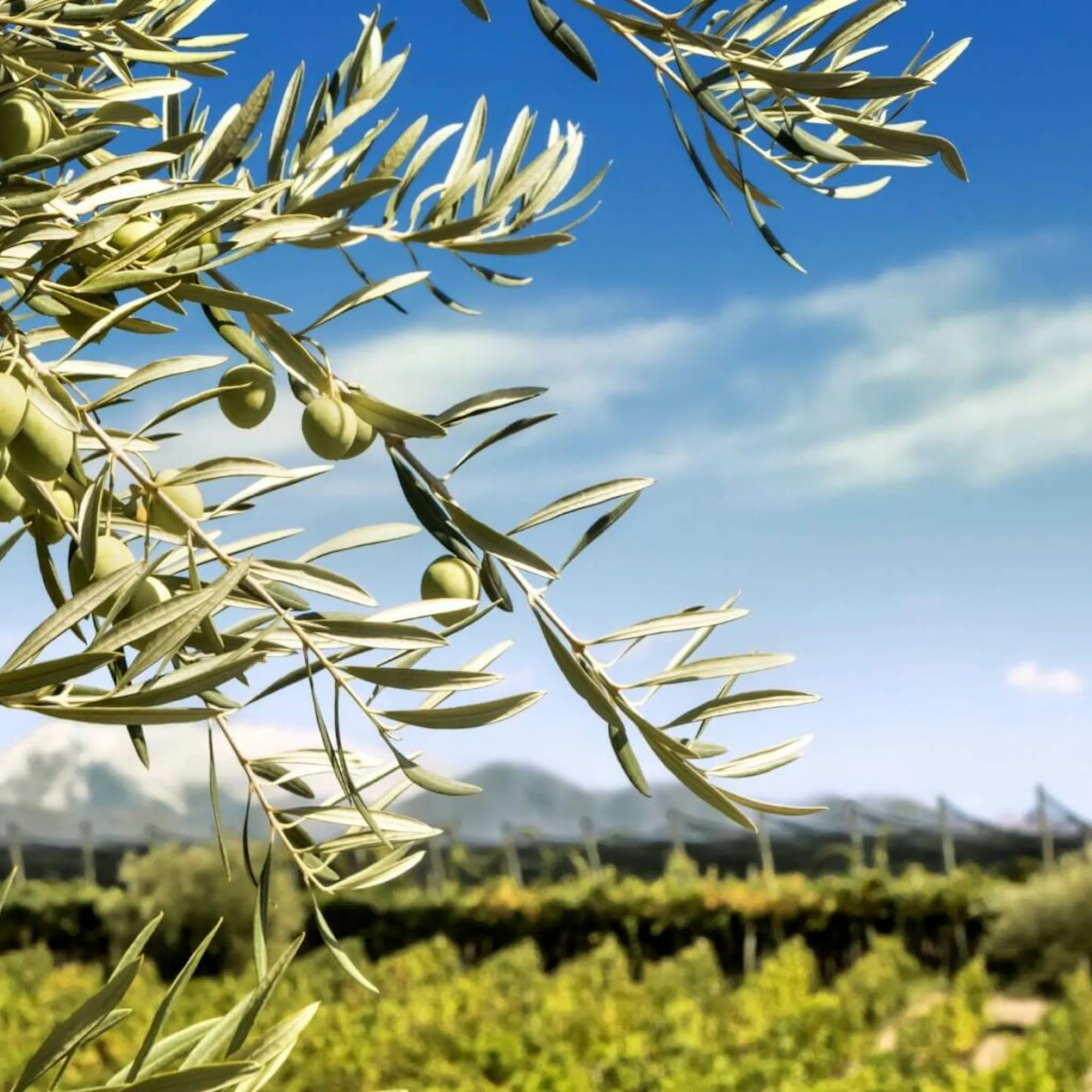 Olive branches frame a vineyard landscape in Mendoza, Argentina, with neat rows extending toward distant hills.