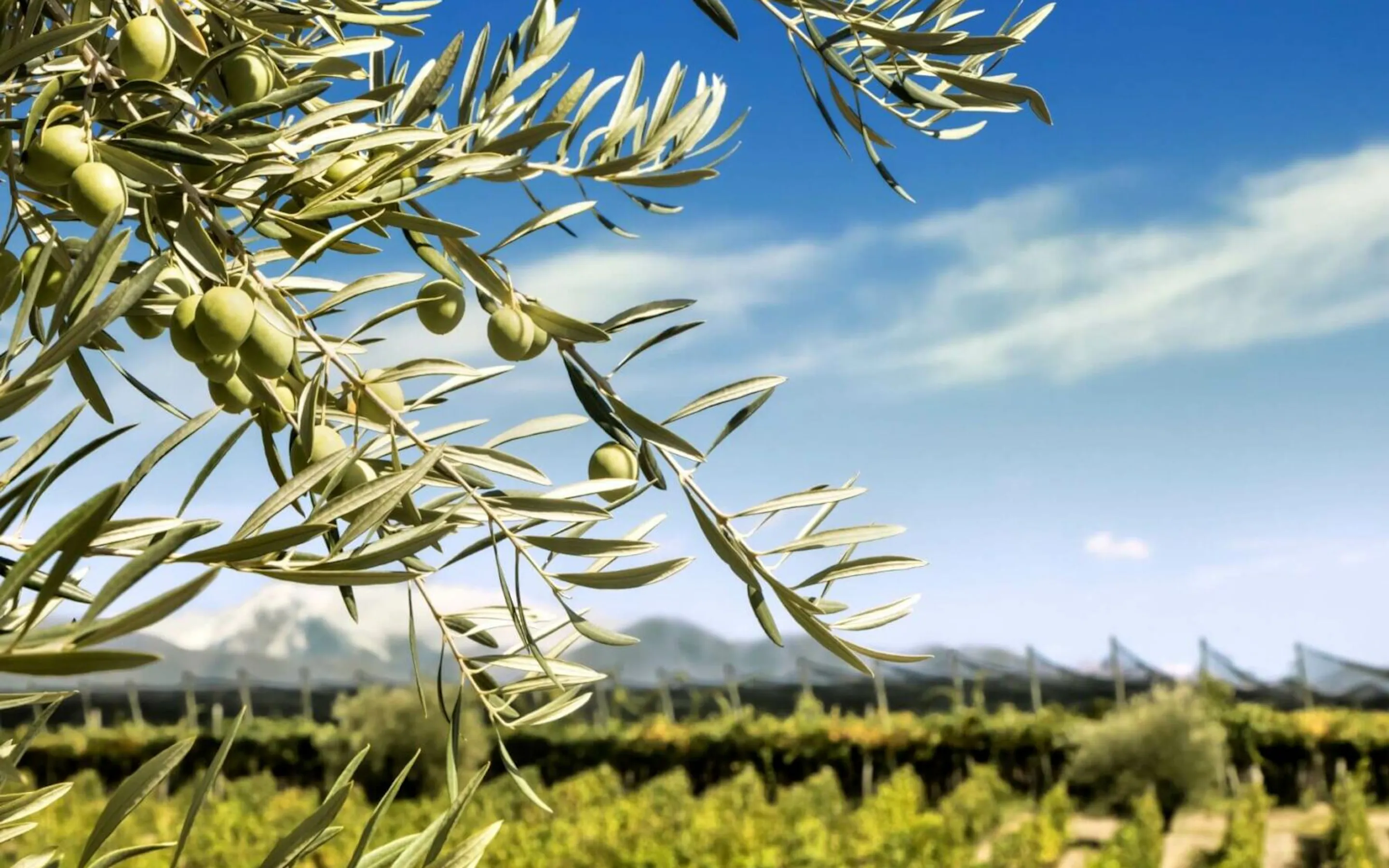 Olive branches frame a vineyard landscape in Mendoza, Argentina, with neat rows extending toward distant hills.