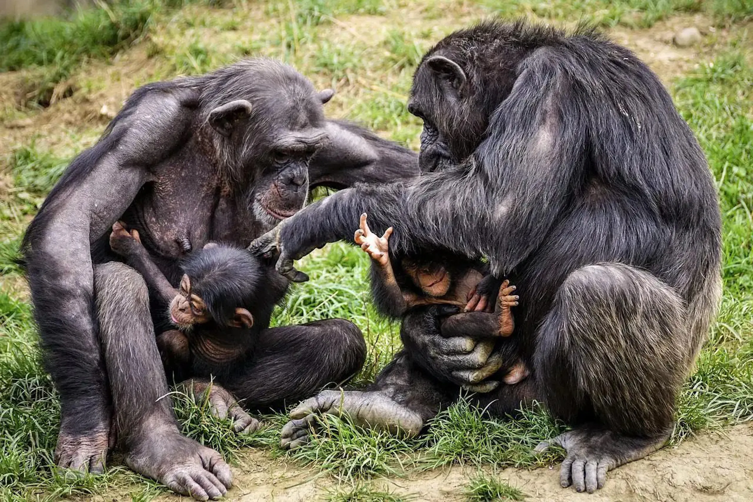 A chimpanzee family gathered closely on the forest floor in Uganda's Kibale Forest, under expansive skies. web-uganda-kibale-forest-chimpanzee-family