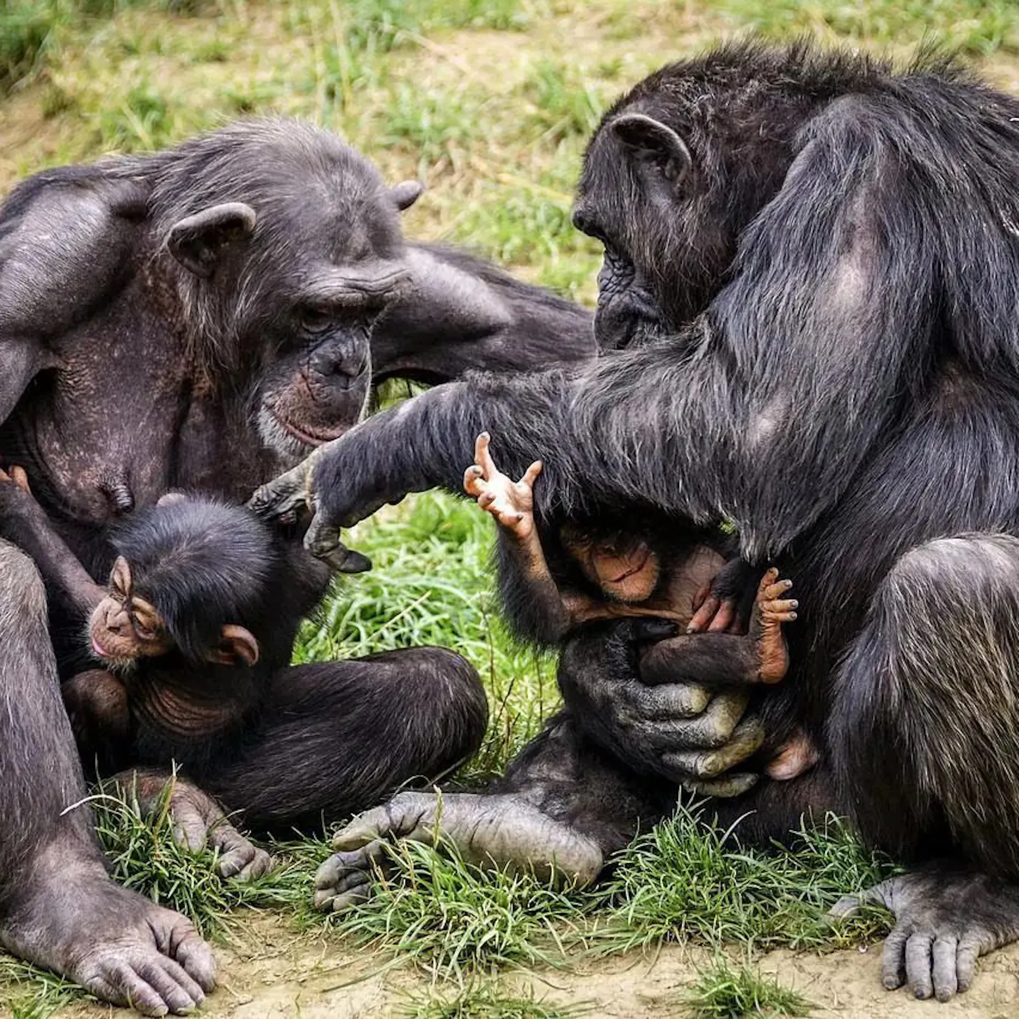 A chimpanzee family gathered closely on the forest floor in Uganda's Kibale Forest, under expansive skies. web-uganda-kibale-forest-chimpanzee-family