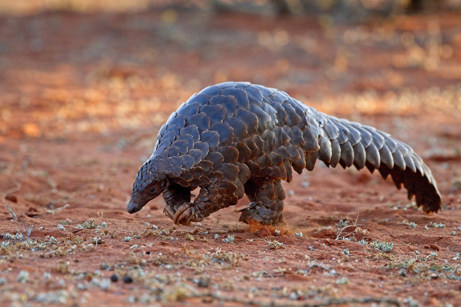 A pangolin walking across red earth at Tswalu in South Africa's Southern Kalahari, under expansive skies.