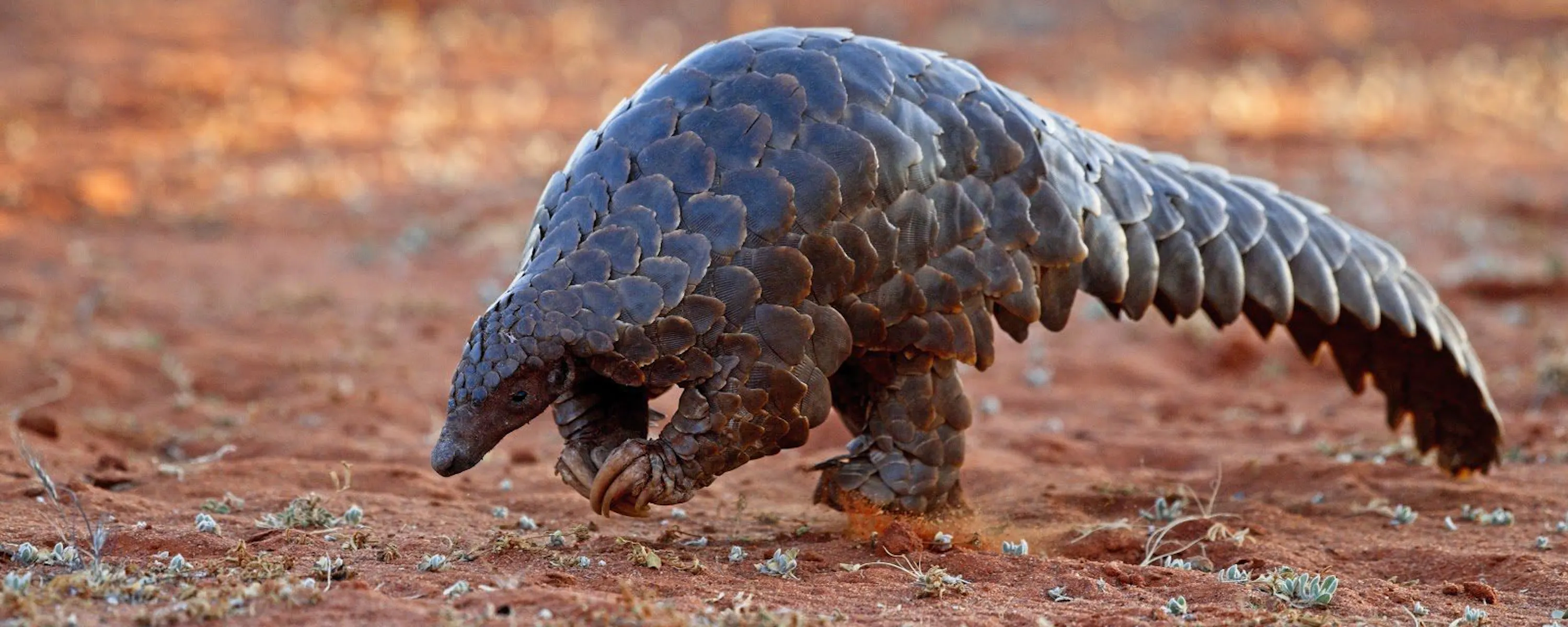 A pangolin walking across red earth at Tswalu in South Africa's Southern Kalahari, under expansive skies.