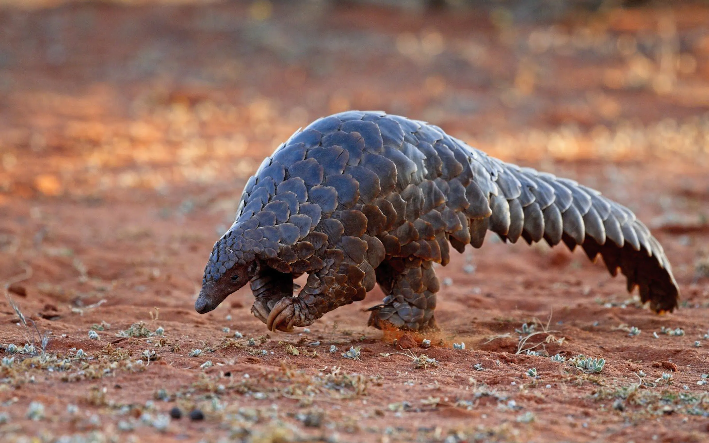 A pangolin walking across red earth at Tswalu in South Africa's Southern Kalahari, under expansive skies.