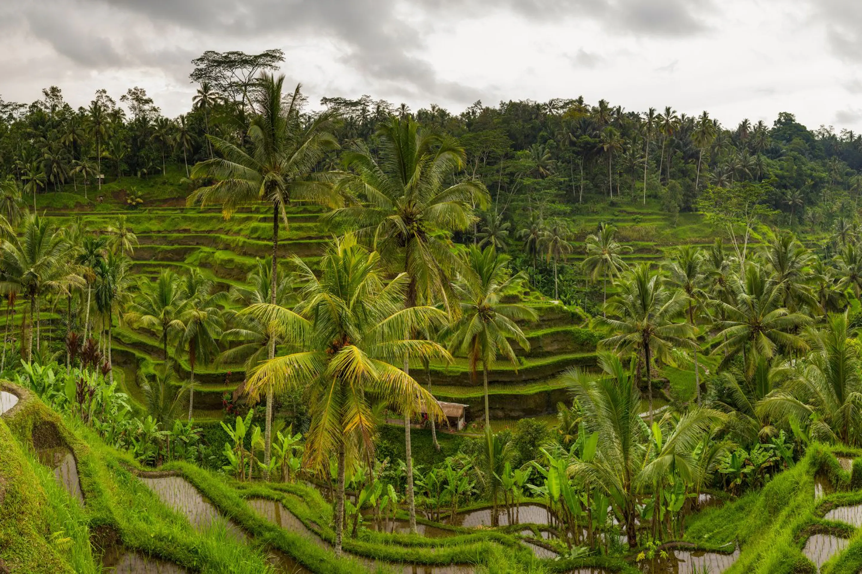 Lush green rice terraces climb a steep hillside in northern Vietnam, framed by palms, village roofs, and cloudy sky.