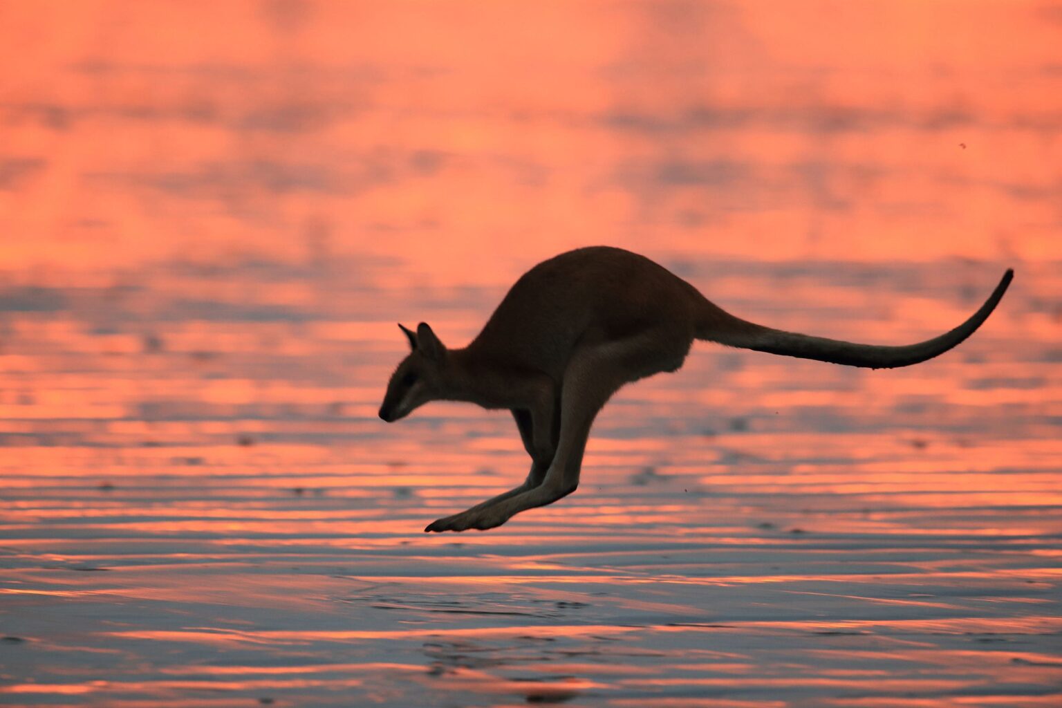 A kangaroo leaps across shallow water in Queensland, Australia, with ripples and a low shoreline stretching beyond.