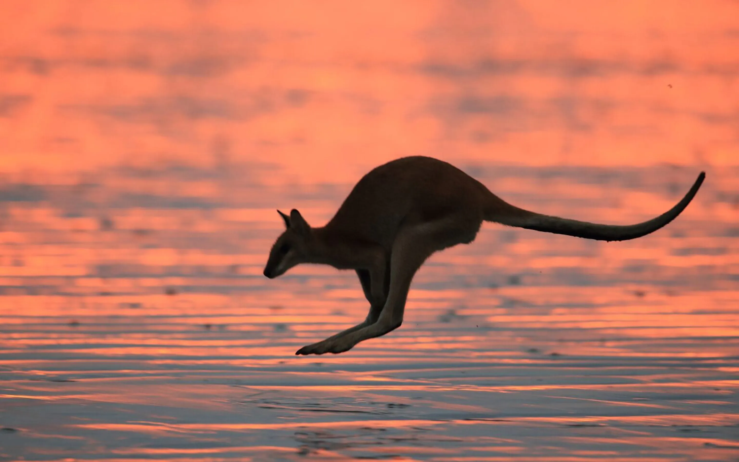 A kangaroo leaps across shallow water in Queensland, Australia, with ripples and a low shoreline stretching beyond.