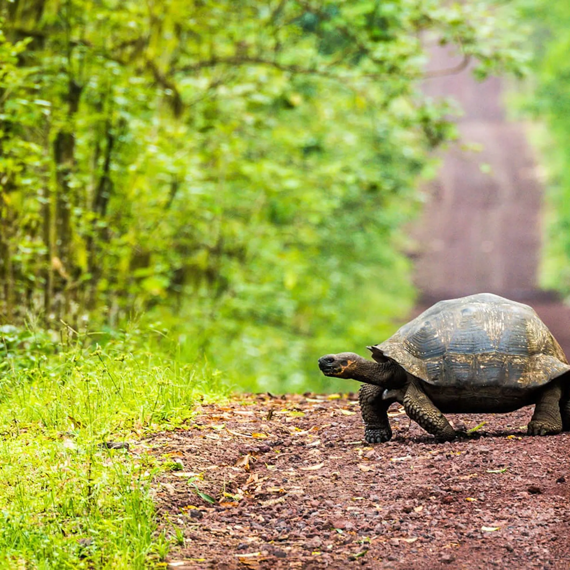 A giant tortoise crosses a dirt track on Santa Cruz Island, framed by green forest and red volcanic soil.