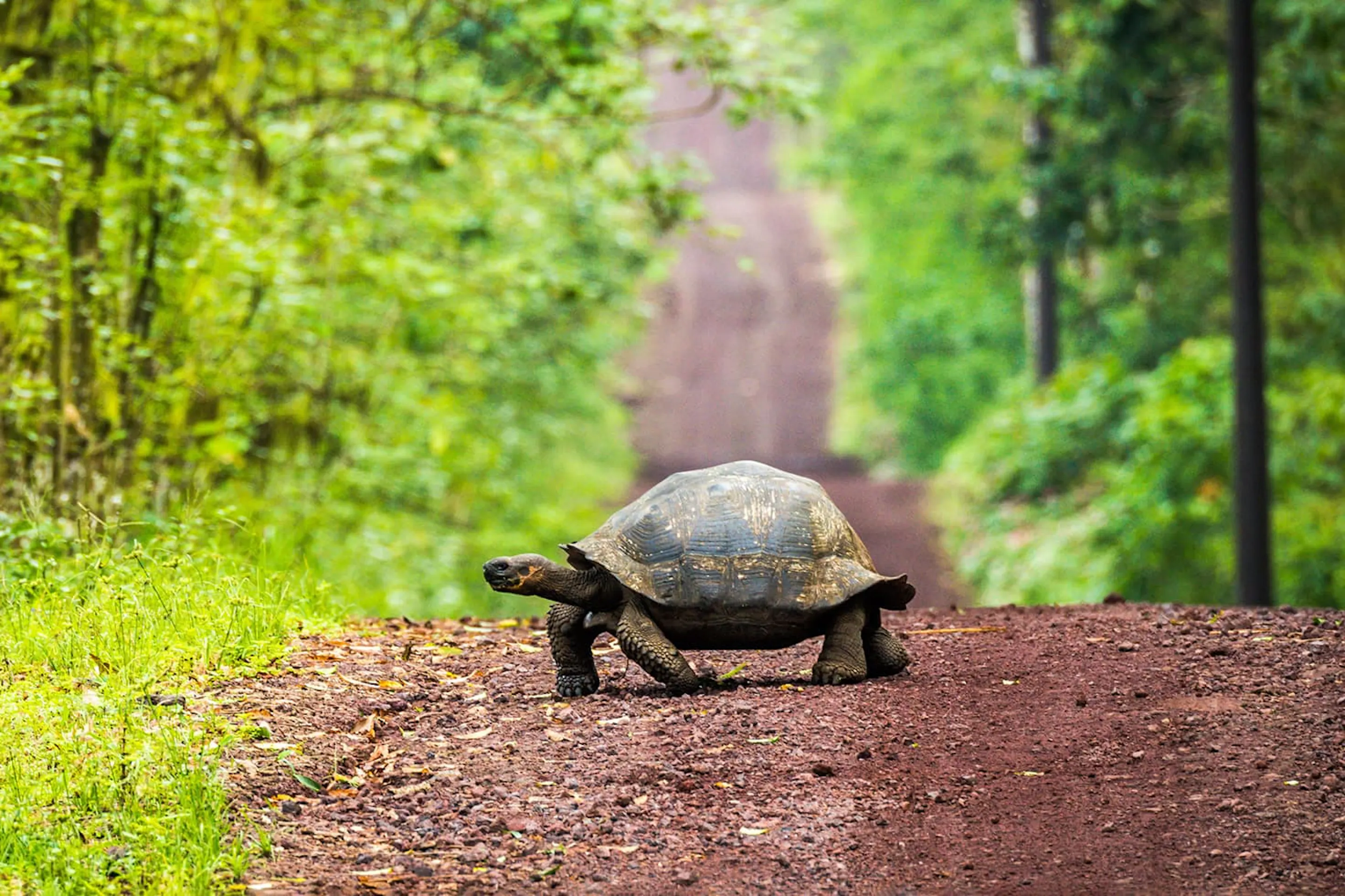 A giant tortoise crosses a dirt track on Santa Cruz Island, framed by green forest and red volcanic soil.