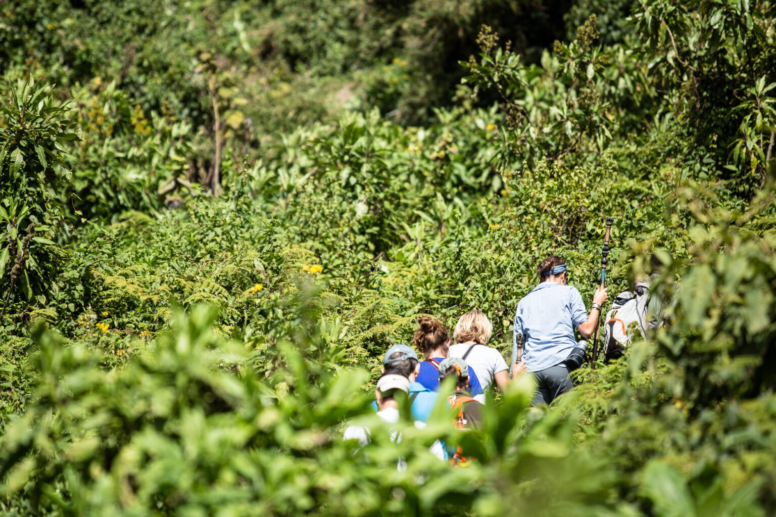 Travelers follow a guide through dense forest at Volcanoes Safaris in Uganda's Bwindi Forest along a narrow path.
