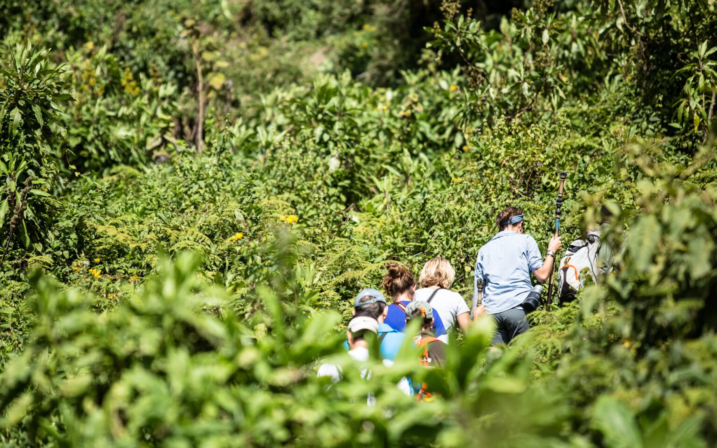 Travelers follow a guide through dense forest at Volcanoes Safaris in Uganda's Bwindi Forest along a narrow path.