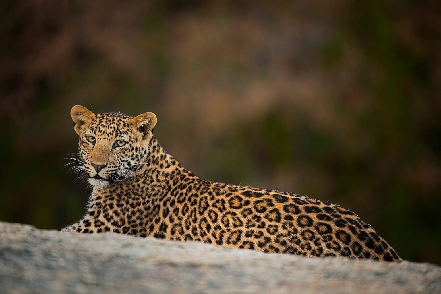 A leopard looks out from tawny grass in Jawai, its face sharp against the soft blur of Rajasthan scrub behind it.