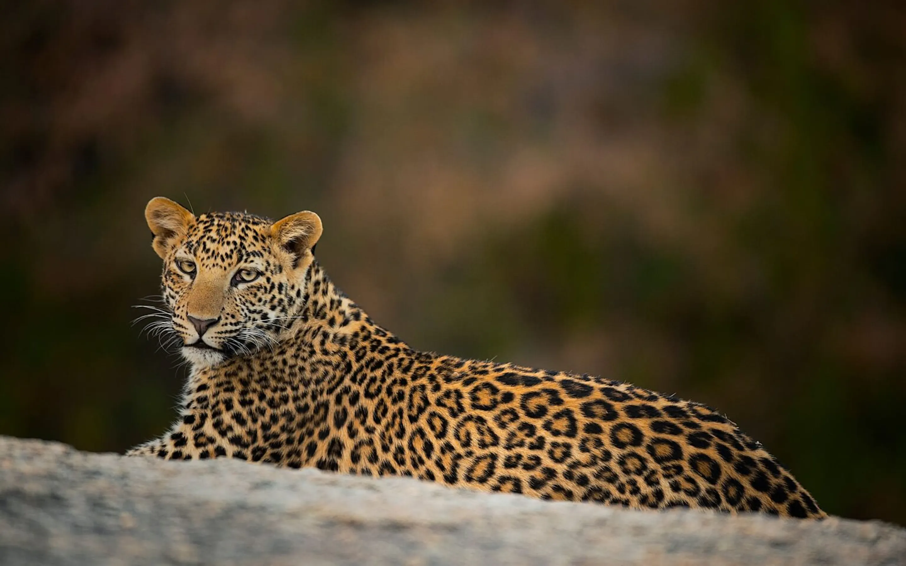 A leopard looks out from tawny grass in Jawai, its face sharp against the soft blur of Rajasthan scrub behind it.