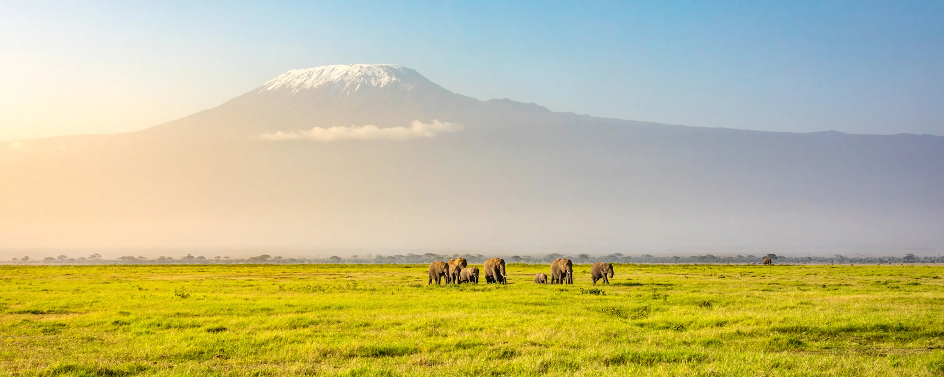 Elephants graze on open plains beneath Mount Kilimanjaro in Kenya's Amboseli, with dry grassland all around.