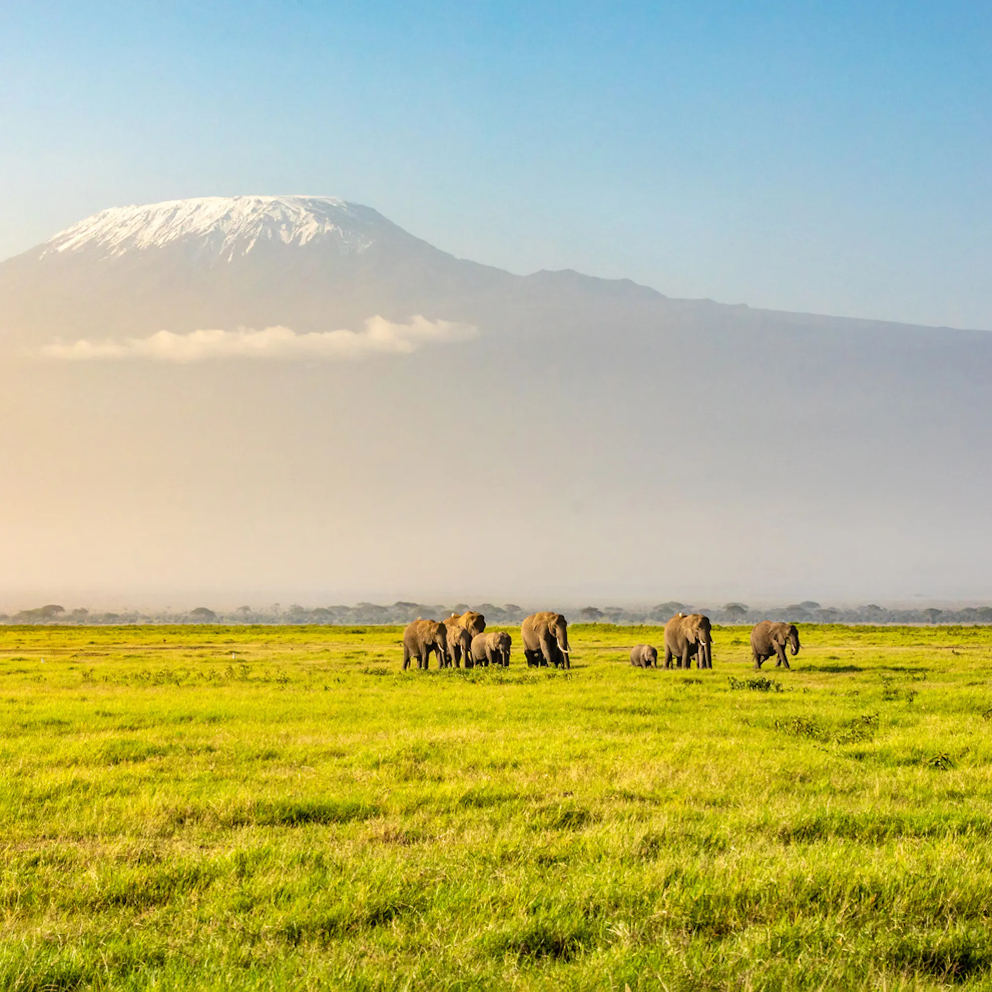 Elephants graze on open plains beneath Mount Kilimanjaro in Kenya's Amboseli, with dry grassland all around.