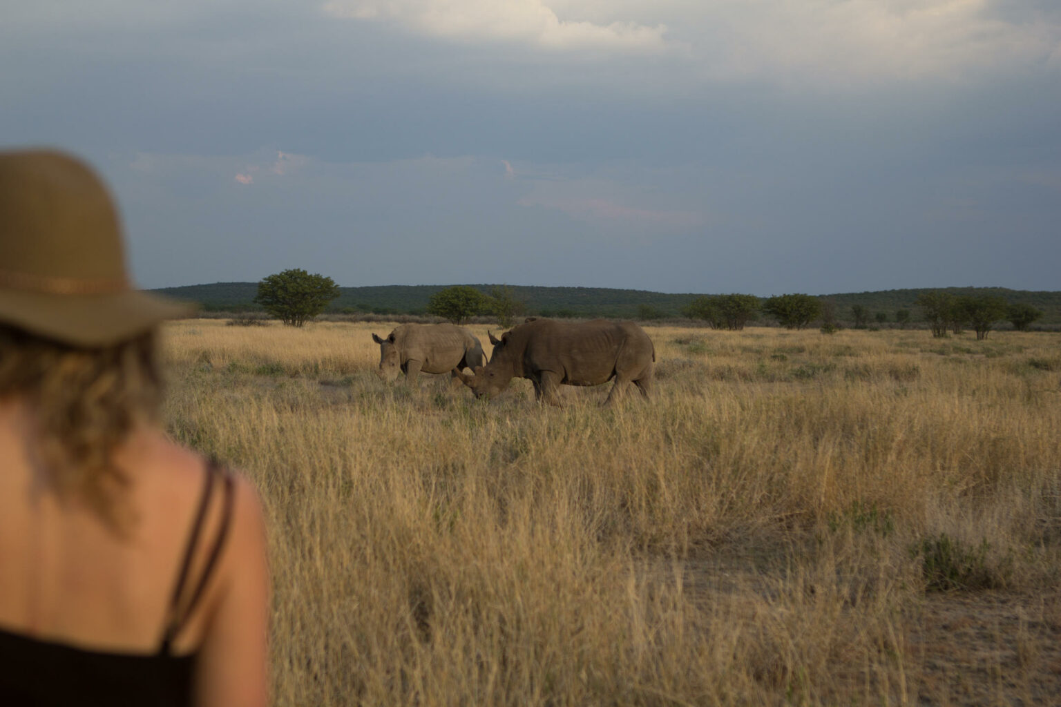 Rhinos walk through golden grass in Namibia's Etosha, with stormy skies and open plain stretching behind them.