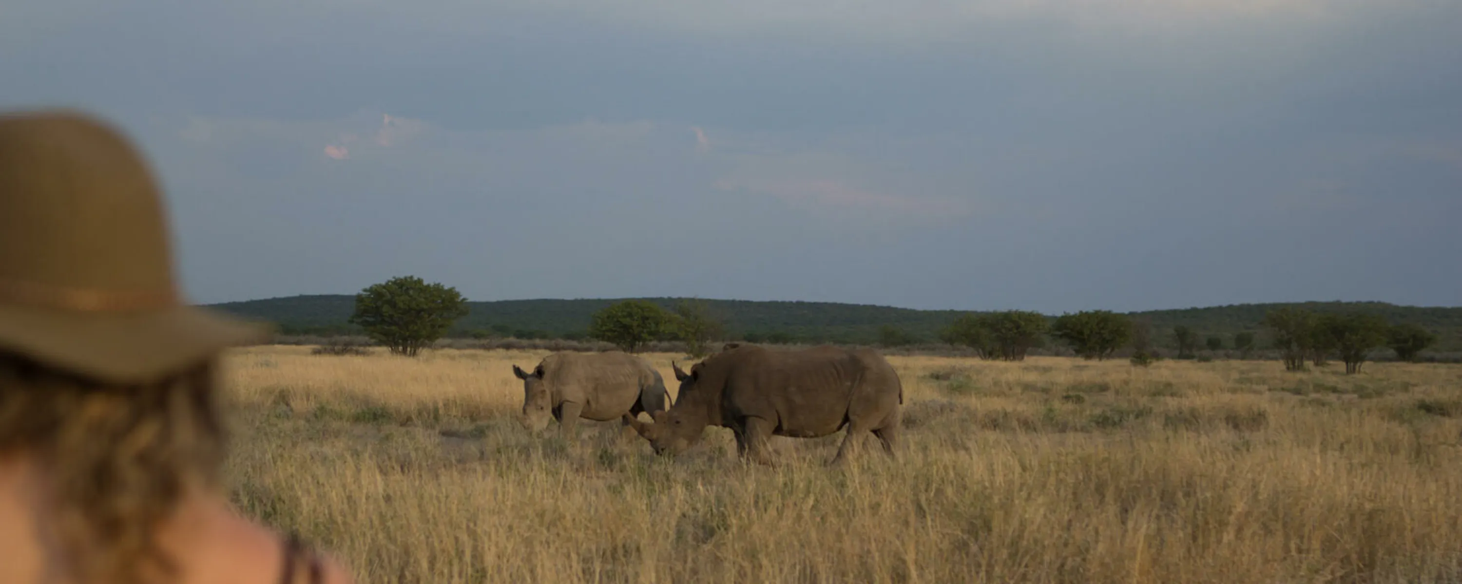 Rhinos walk through golden grass in Namibia's Etosha, with stormy skies and open plain stretching behind them.