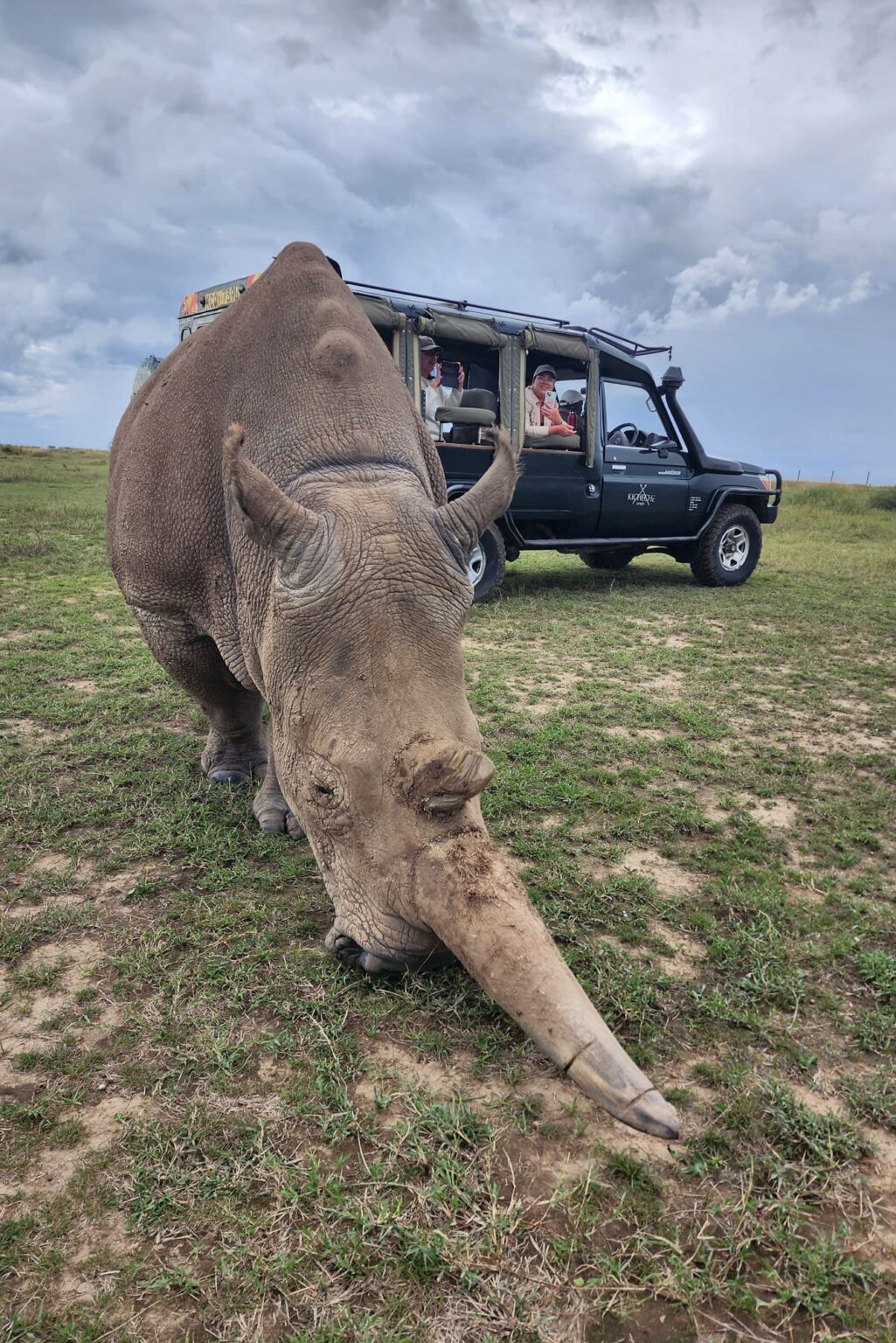 A northern white rhino passes close to a safari vehicle in Kenya's Laikipia, with dry grass around the track.