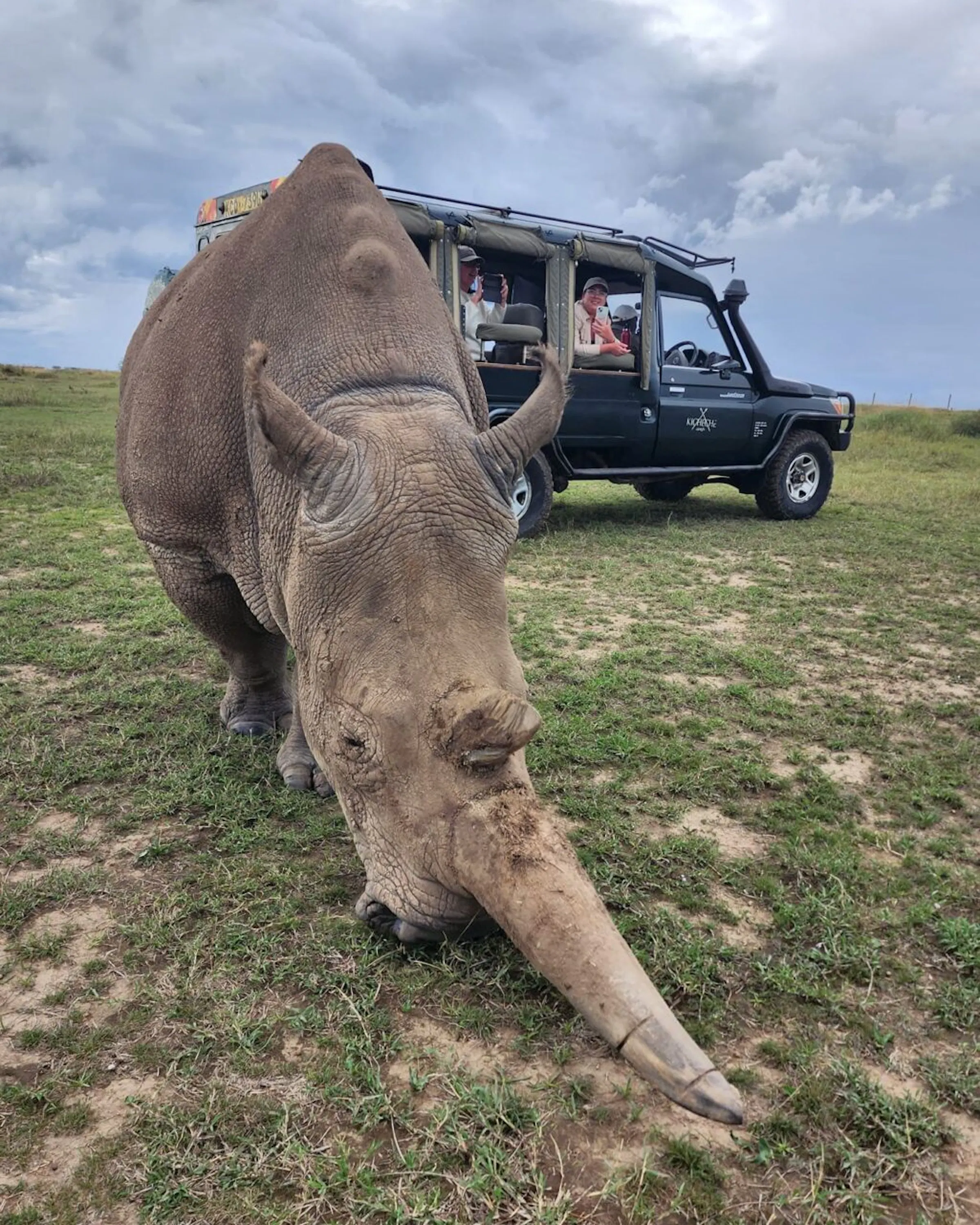 A northern white rhino passes close to a safari vehicle in Kenya's Laikipia, with dry grass around the track.