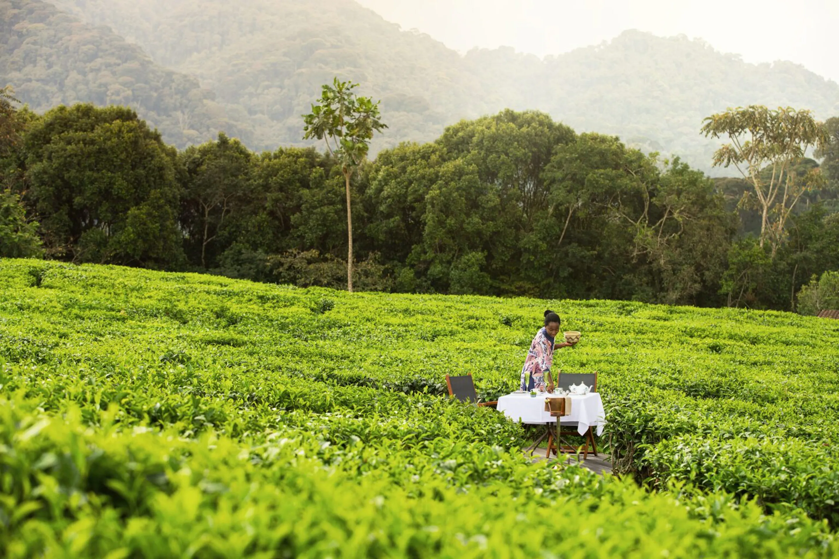 A tea harvester carries a tray through bright green rows at Nyungwe House, overlooking Rwanda's Nyungwe hills.