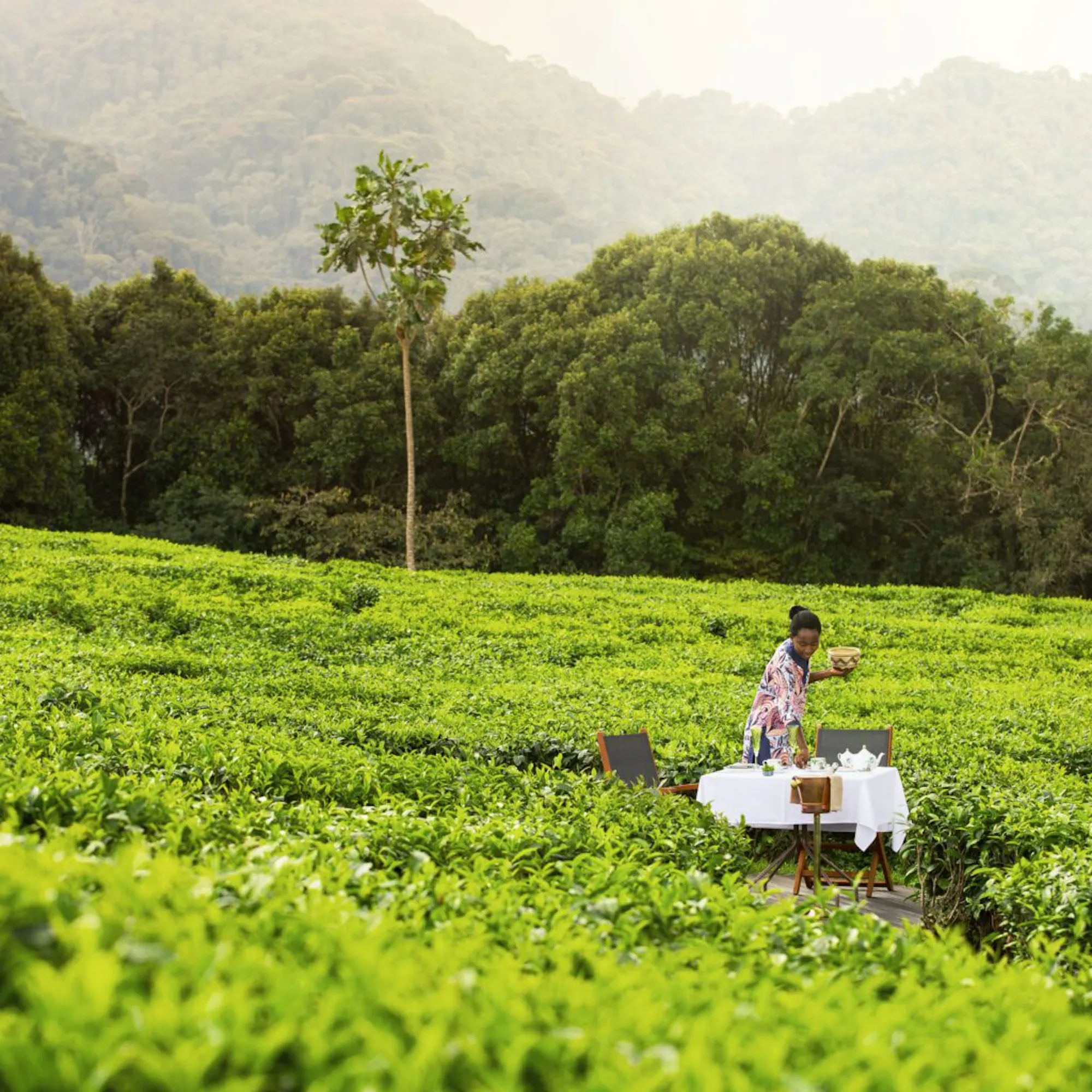 A tea harvester carries a tray through bright green rows at Nyungwe House, overlooking Rwanda's Nyungwe hills.