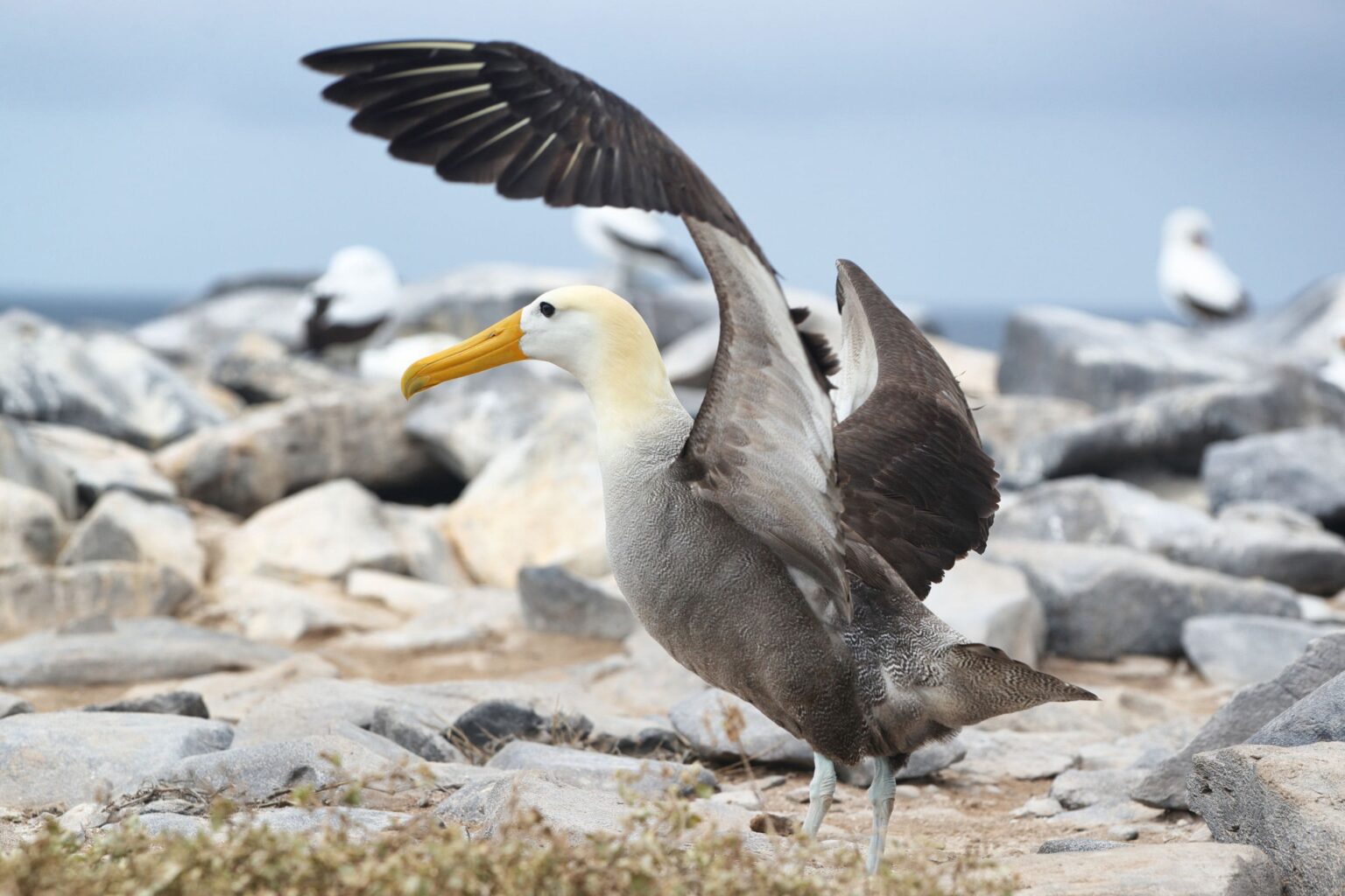 A waved albatross spreads its wings on a rocky Galapagos shore, with soft blue sky and seabirds behind it.