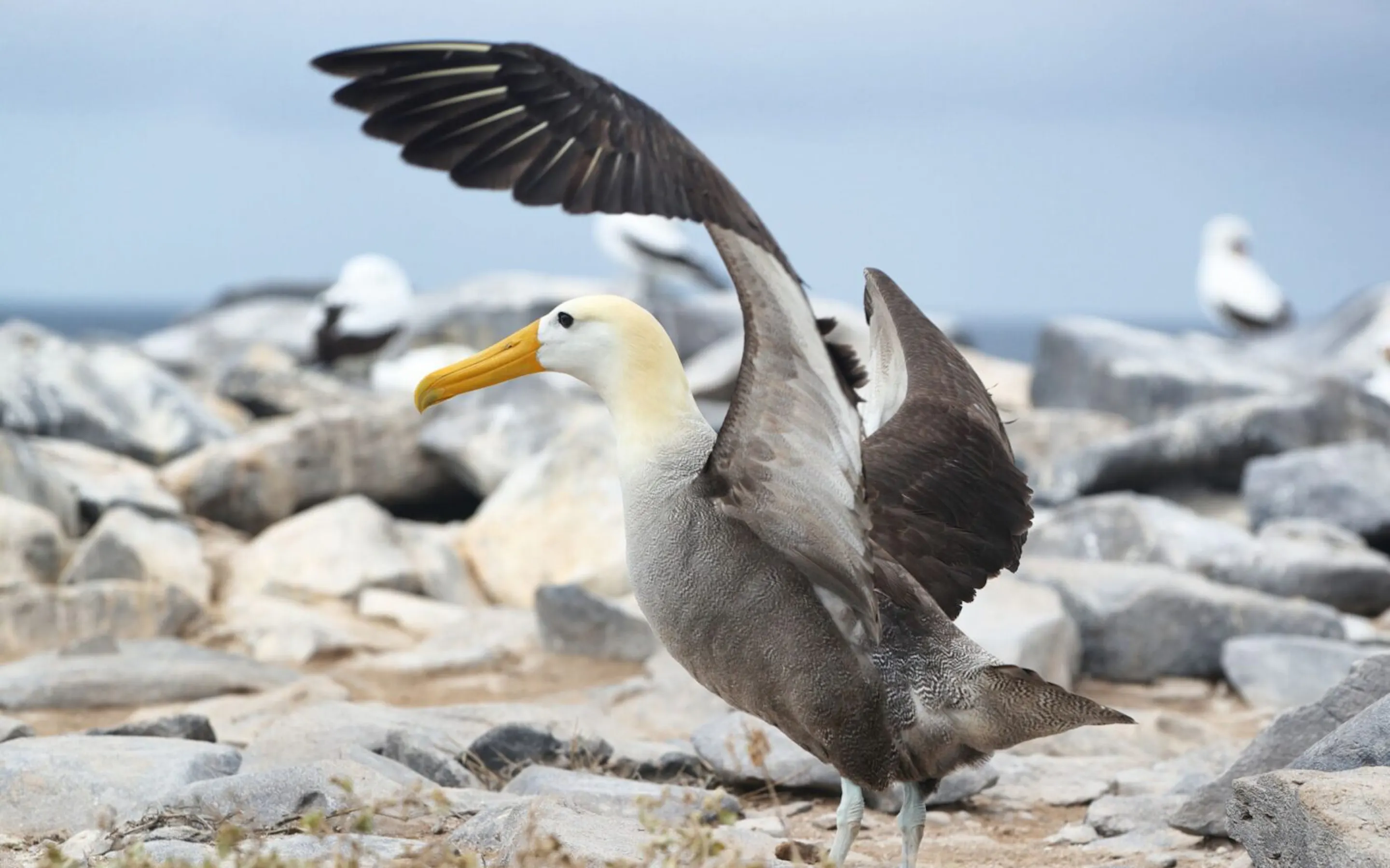 A waved albatross spreads its wings on a rocky Galapagos shore, with soft blue sky and seabirds behind it.