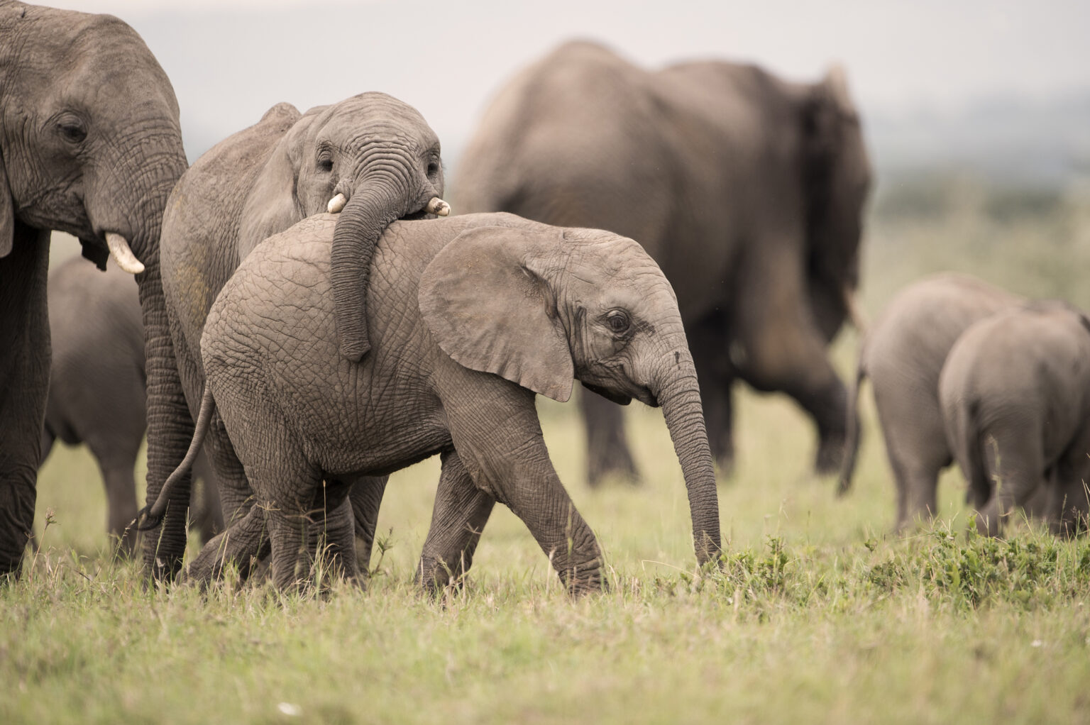 Two elephants calves play on open plains, in Singita Grumeti, beneath a moody Tanzanian sky.
