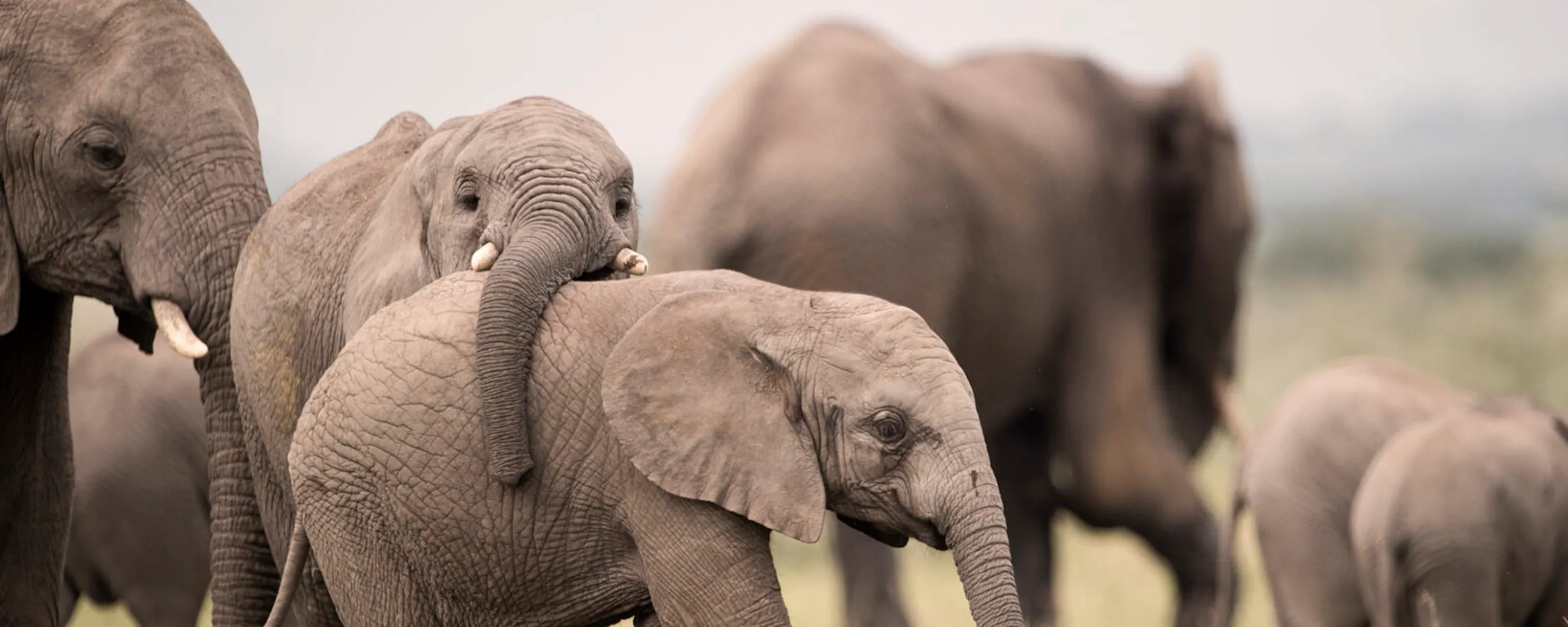Two elephants calves play on open plains, in Singita Grumeti, beneath a moody Tanzanian sky.
