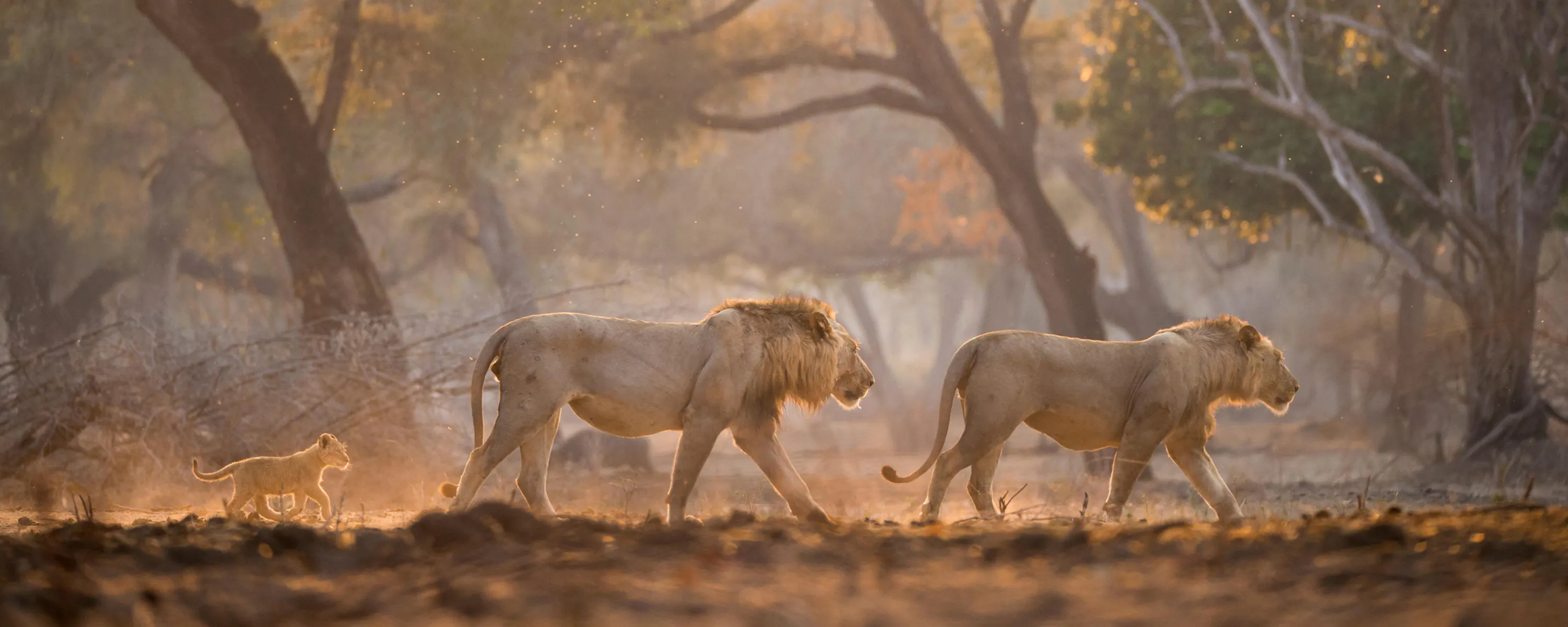 Two lions and a cub walk through dusty woodland in Zimbabwe's Mana Pools, with dry brush and open ground around them.
