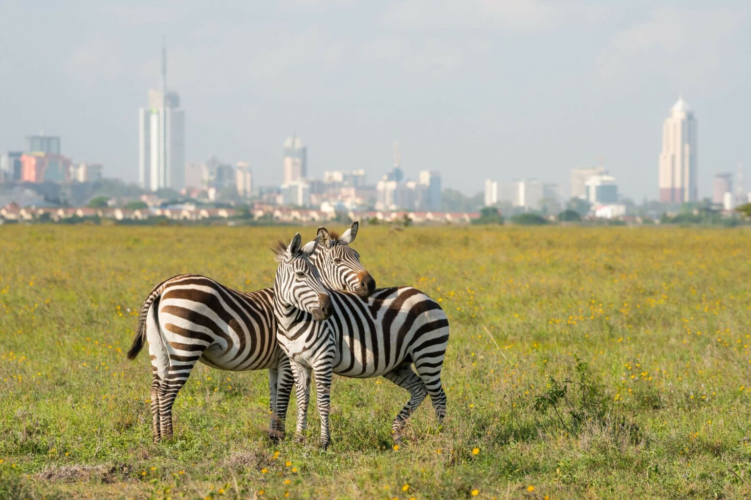 Zebras graze on open grassland with Nairobi's skyline in the distance, beneath a broad pale sky in Kenya.