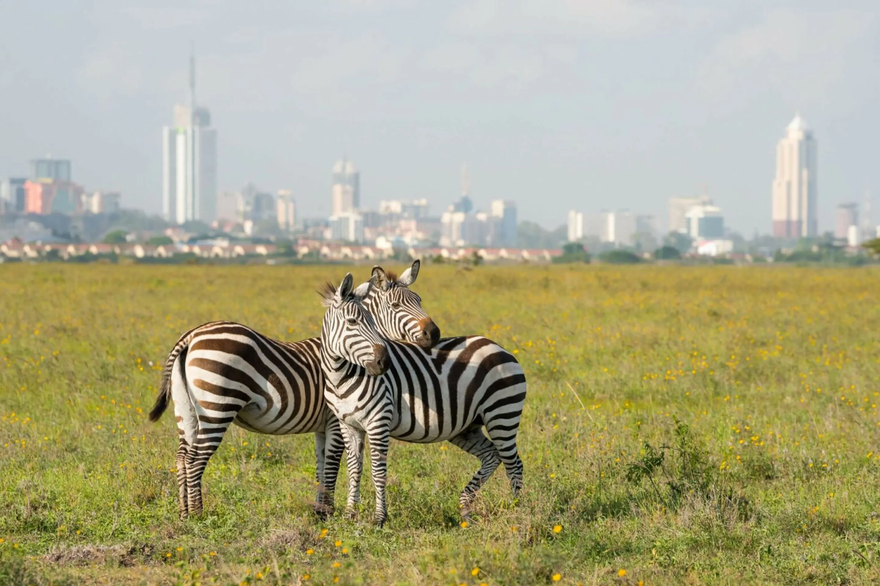Zebras graze on open grassland with Nairobi's skyline in the distance, beneath a broad pale sky in Kenya.