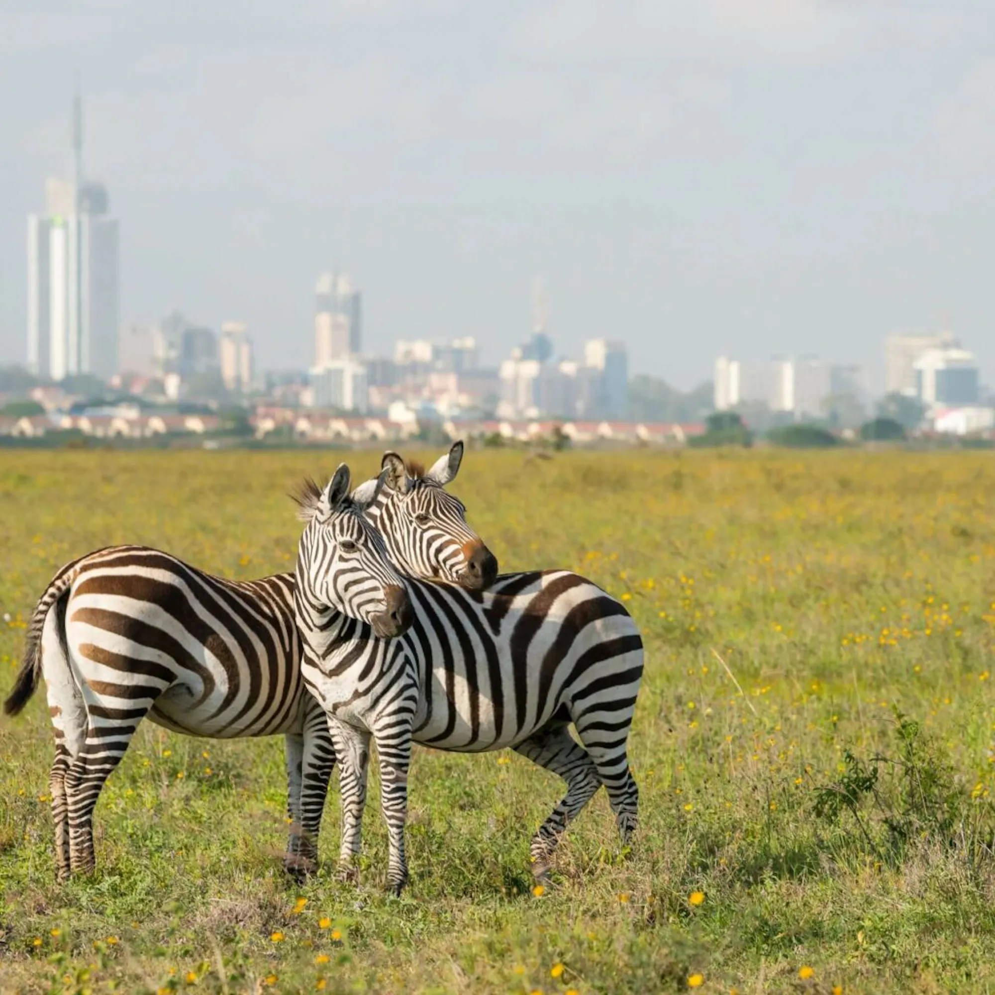 Zebras graze on open grassland with Nairobi's skyline in the distance, beneath a broad pale sky in Kenya.
