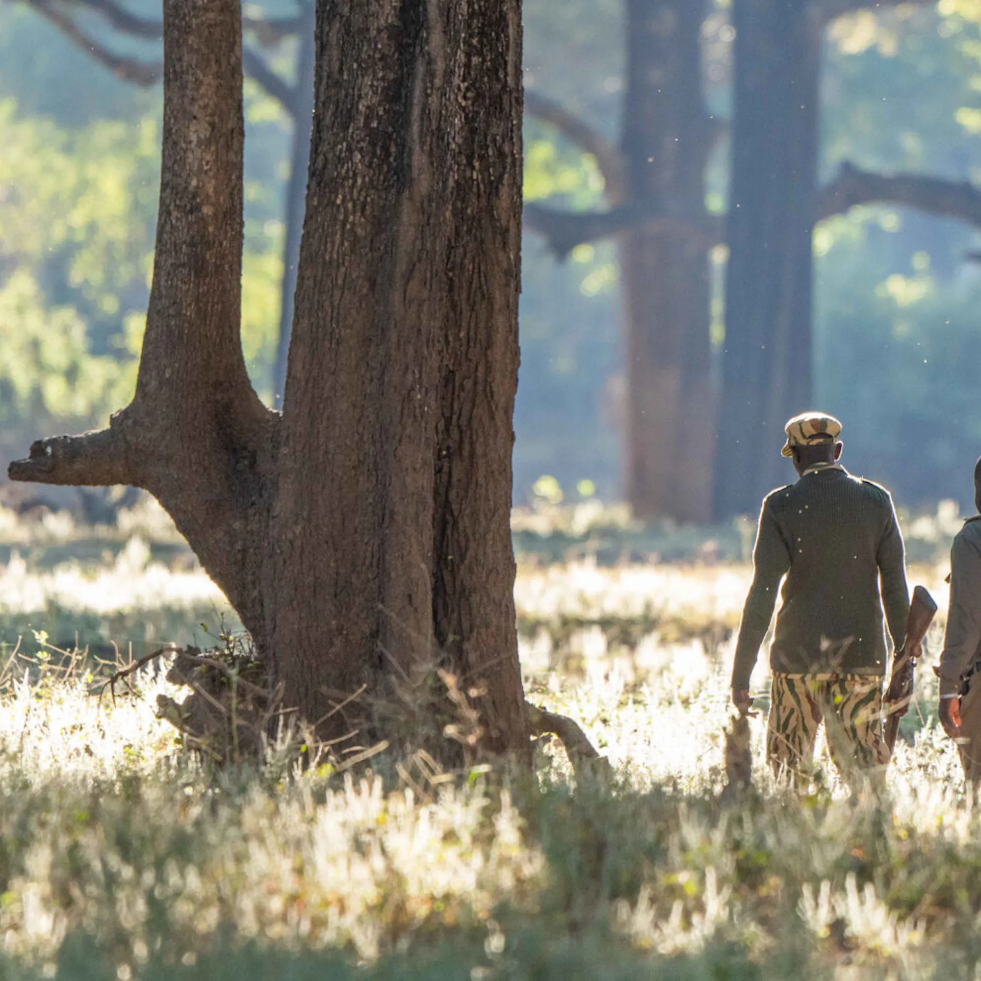 Travelers walk on safari through open forest in Zambia's South Luangwa, following a guide ahead.